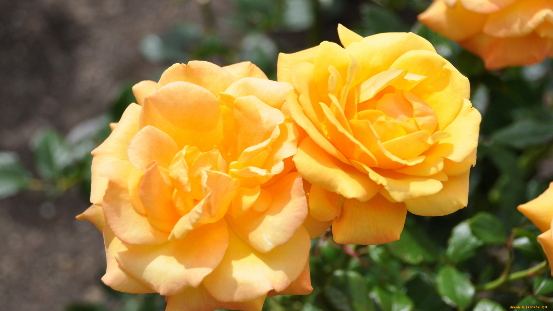 цветы, розы