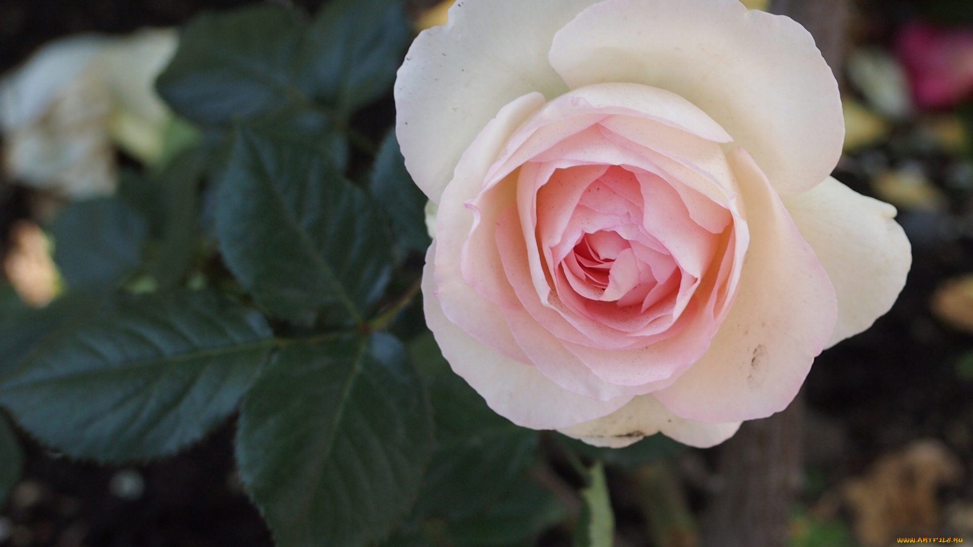 цветы, розы, бутон