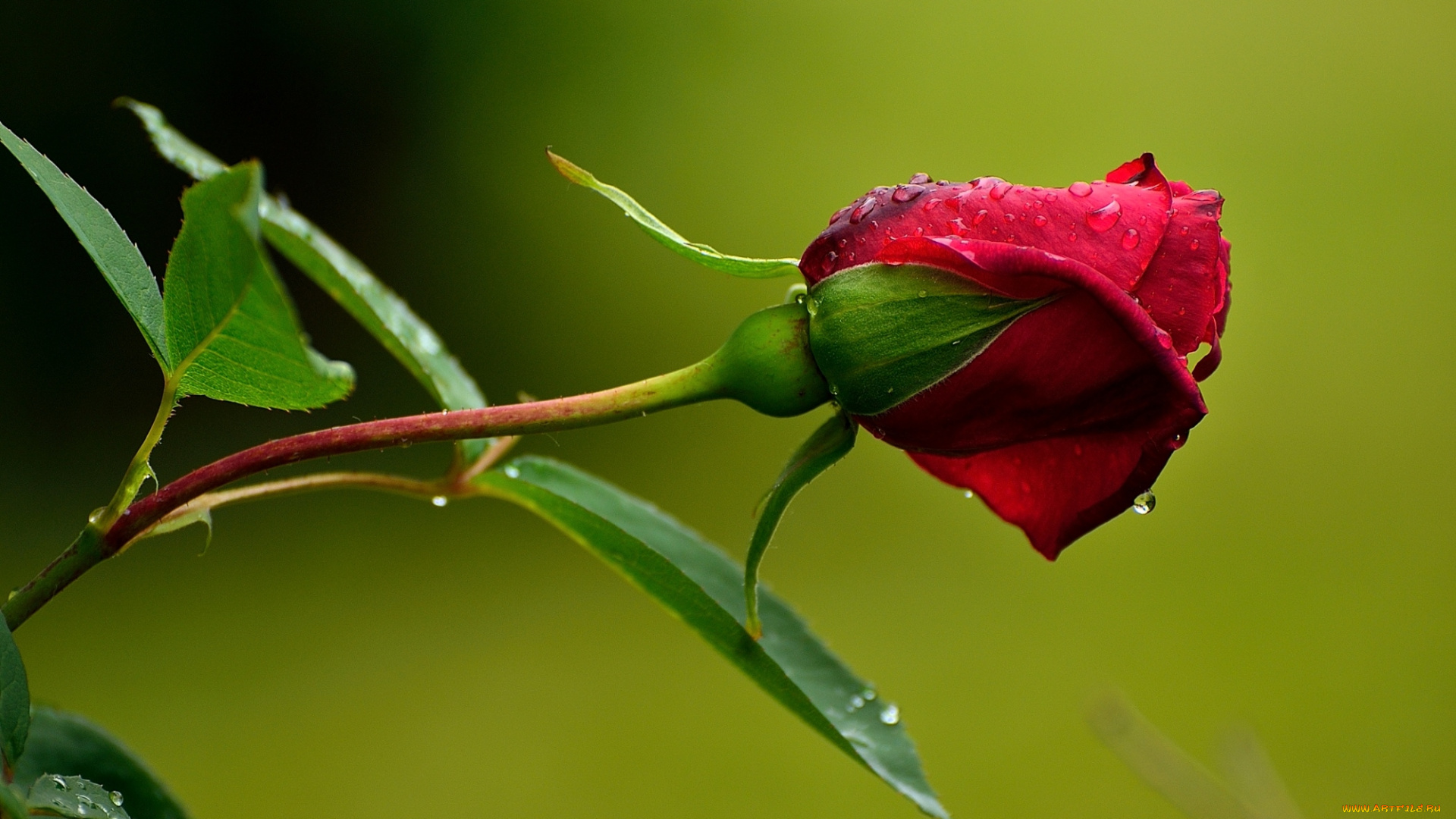 цветы, розы, красный, бутон