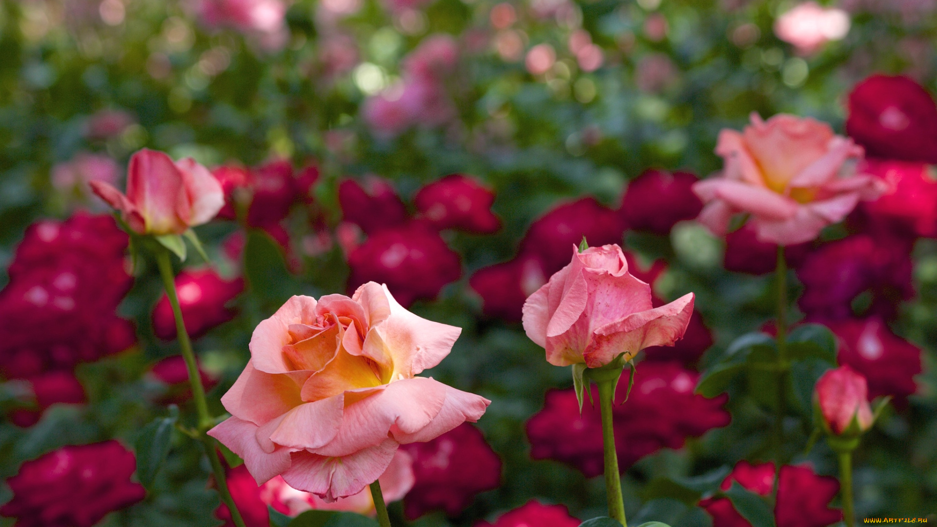 цветы, розы, много, розарий