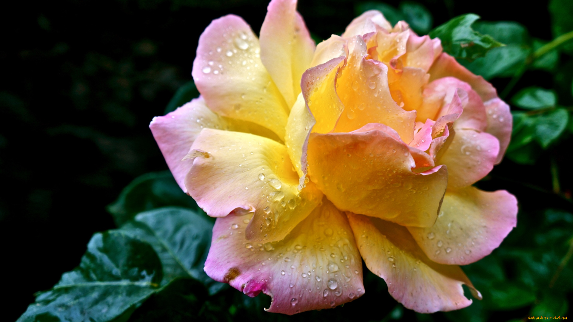 цветы, розы, пышный, желтый