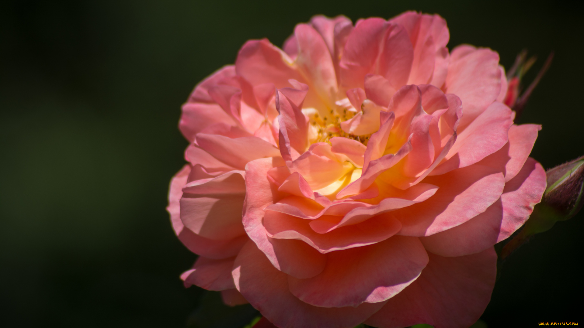 цветы, розы, розовый, макро