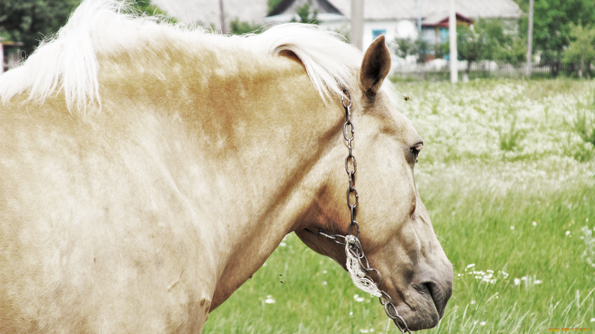 лошадь, животные, лошади