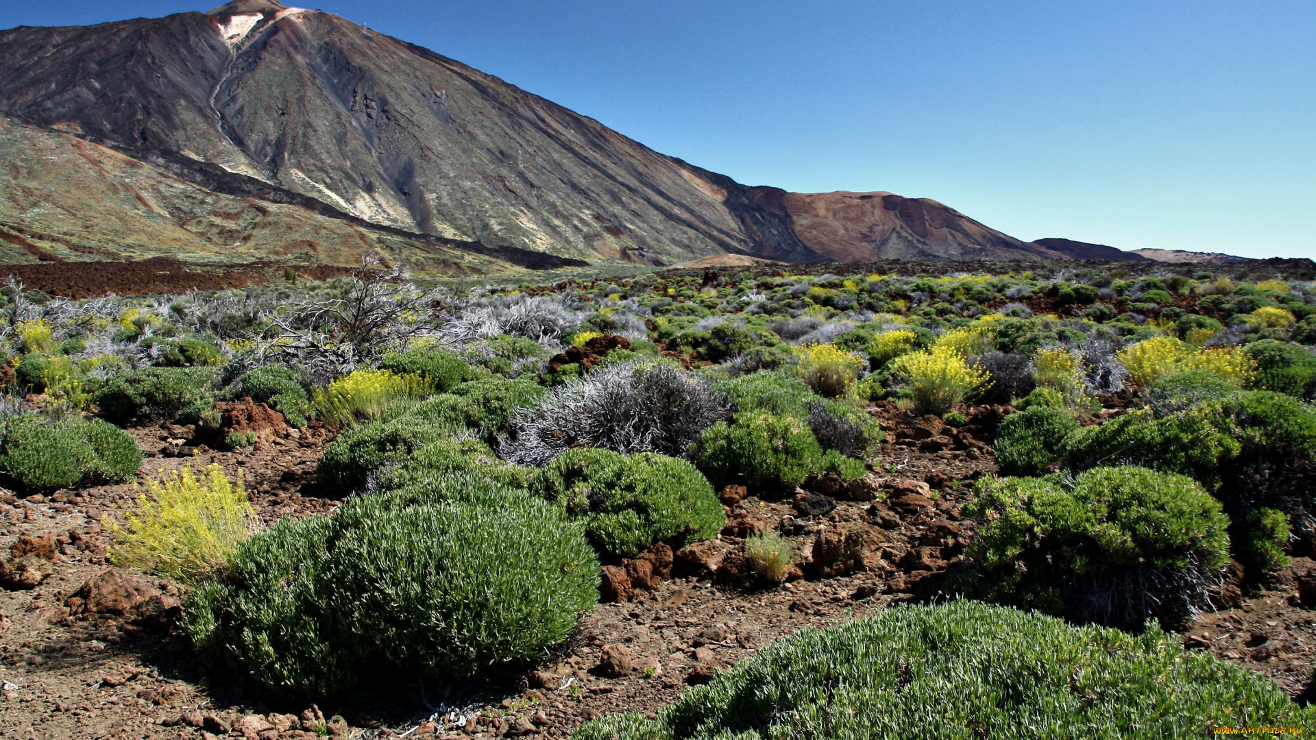 природа, горы, пустыня, трава
