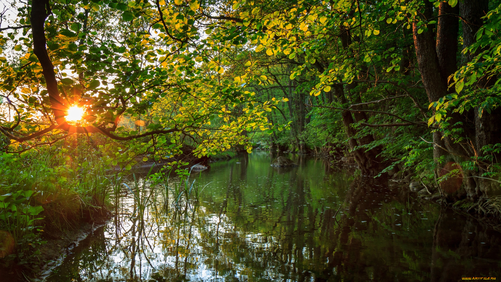 природа, реки, озера, вода, солнце, деревья, заросли