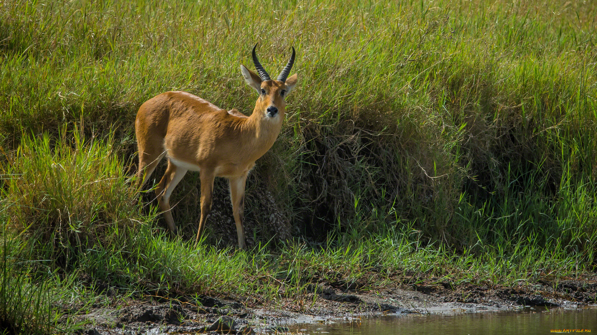 животные, антилопы, коза, рога