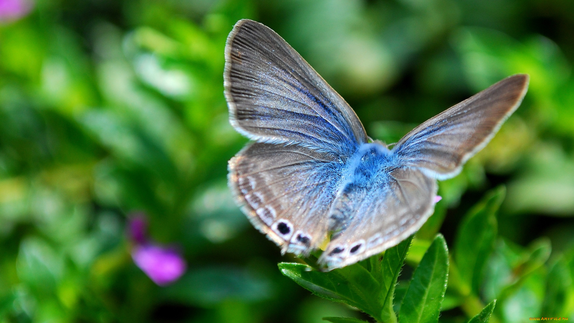 животные, бабочки, голубянка, крылья