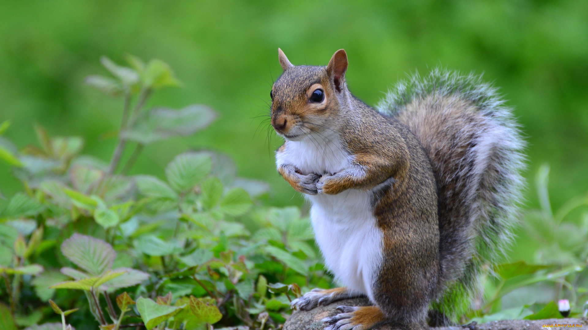 животные, белки, трава, камни