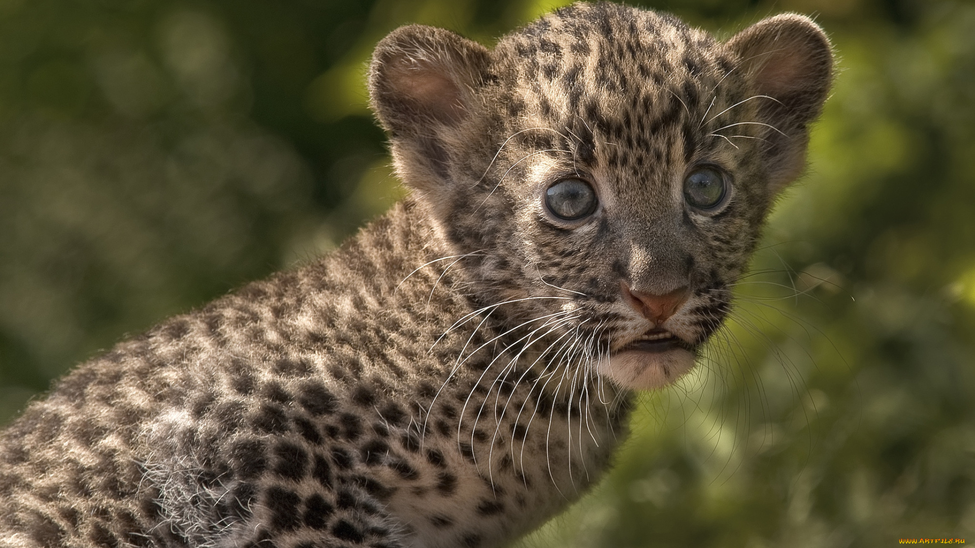 животные, леопарды, малыш, смешной