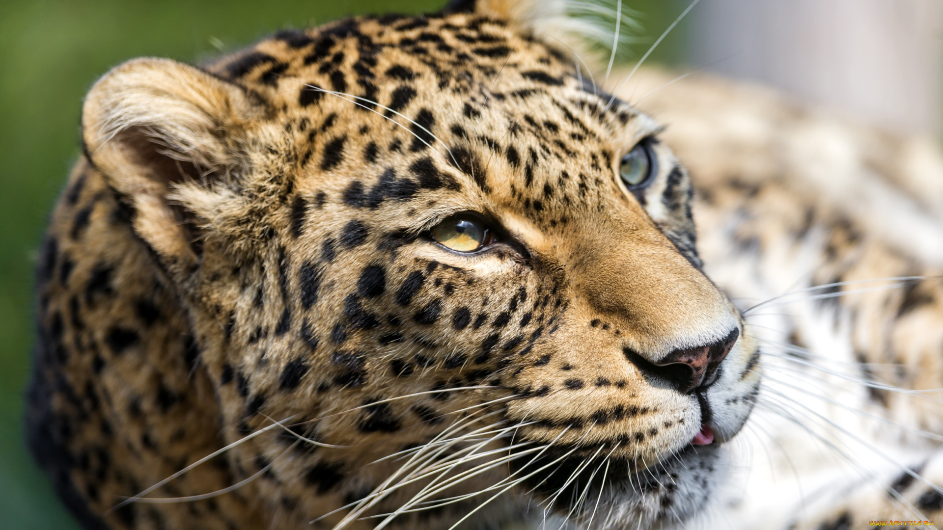 животные, леопарды, морда, портрет