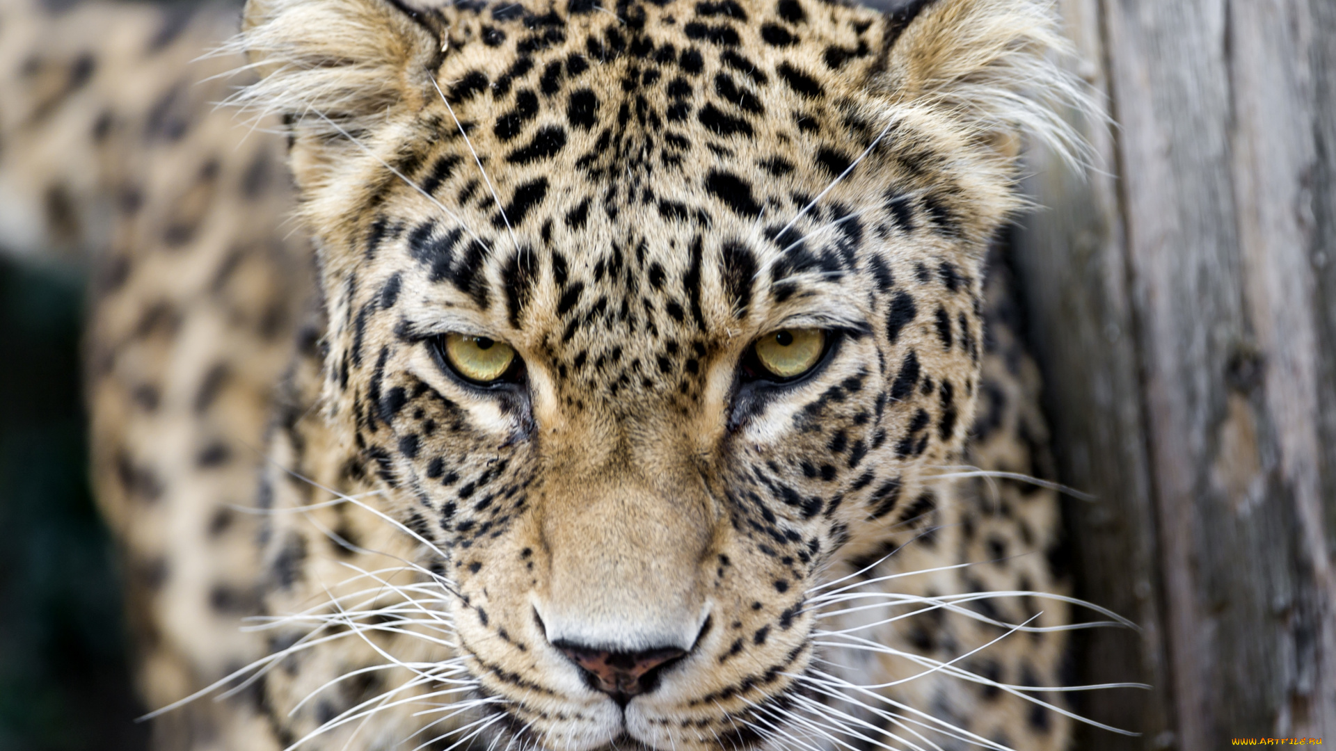 животные, леопарды, взгляд, кошка