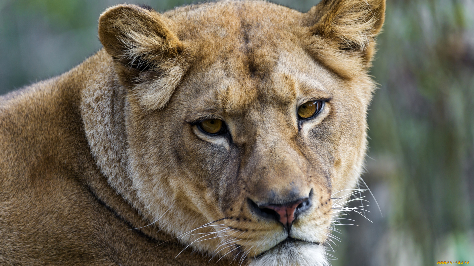 животные, львы, морда, портрет