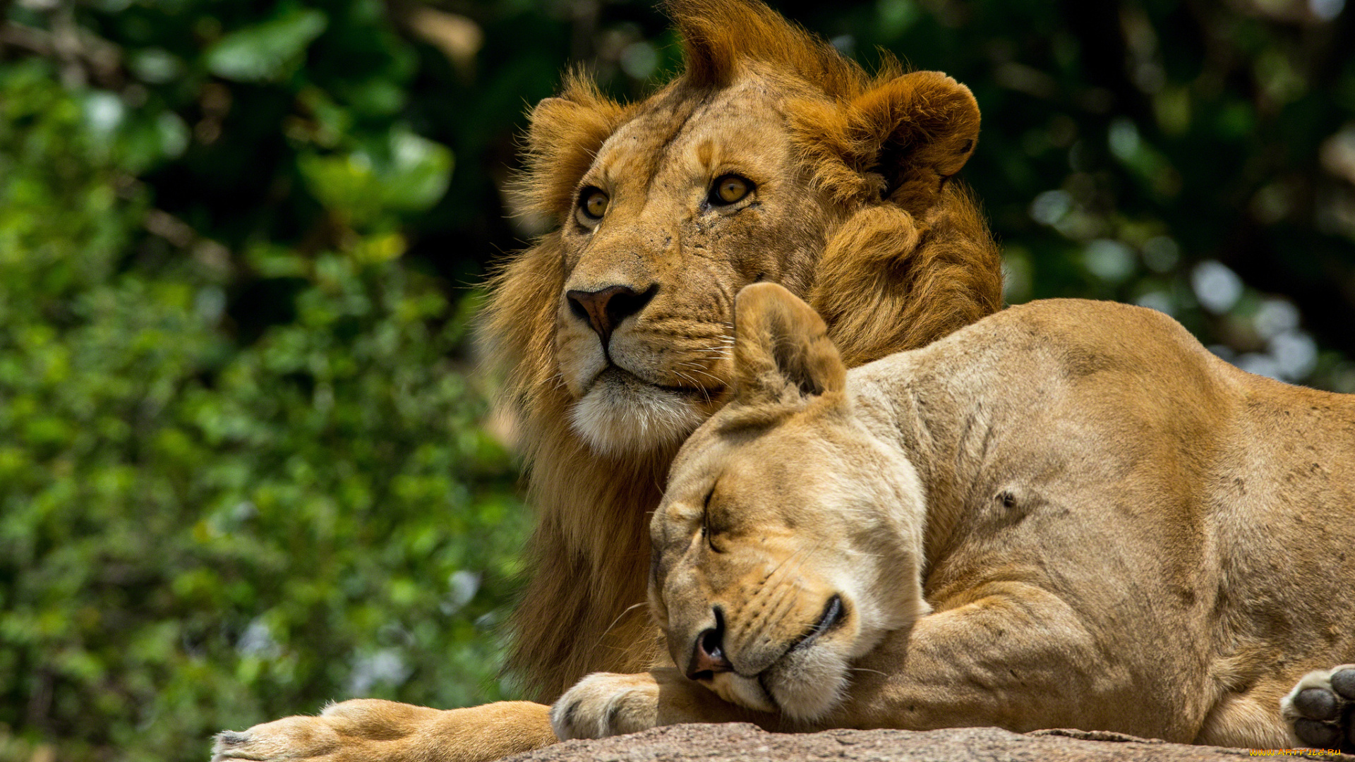 животные, львы, пара, чувства