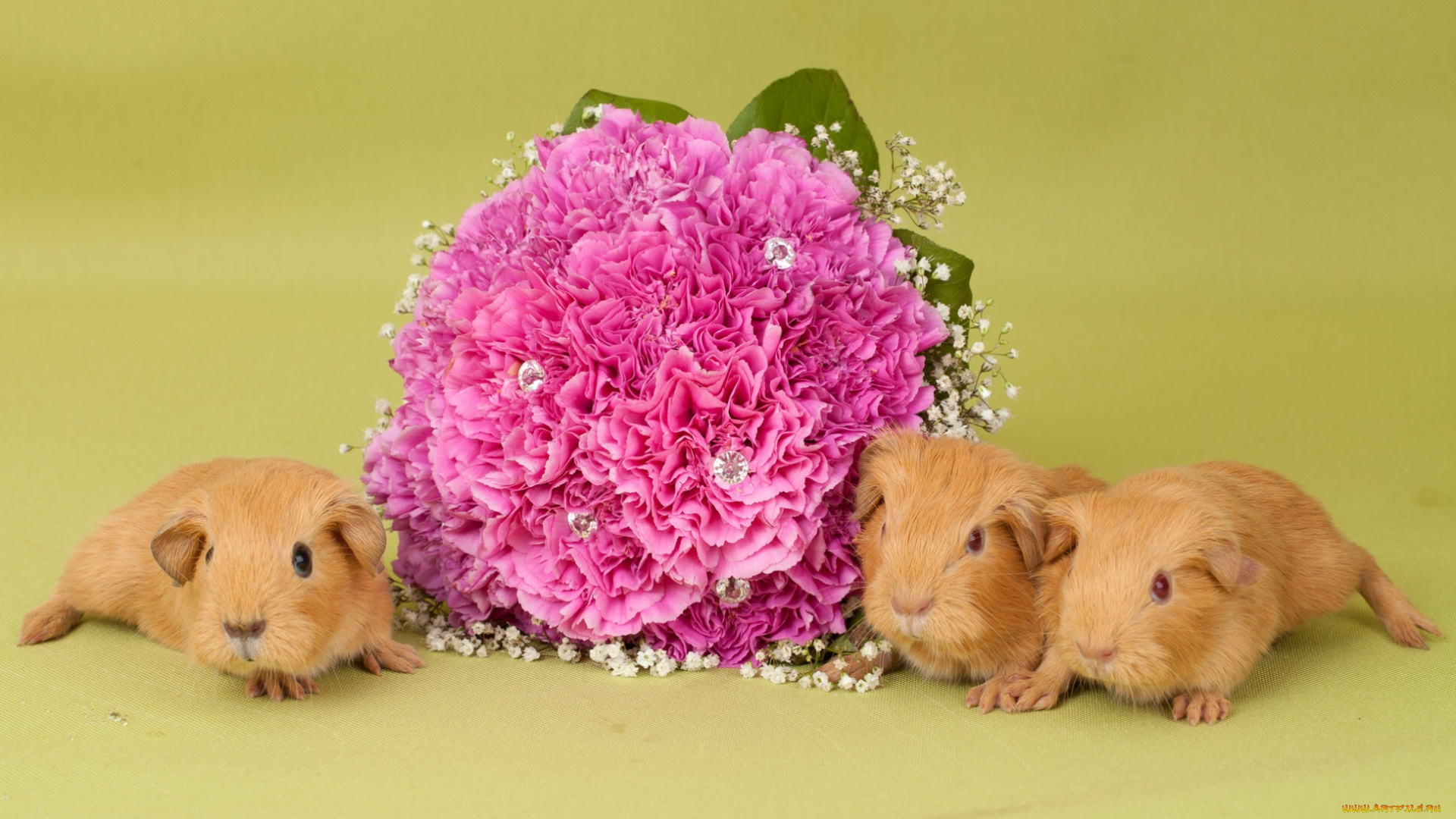животные, морские, свинки, хомяки, букет, малыши