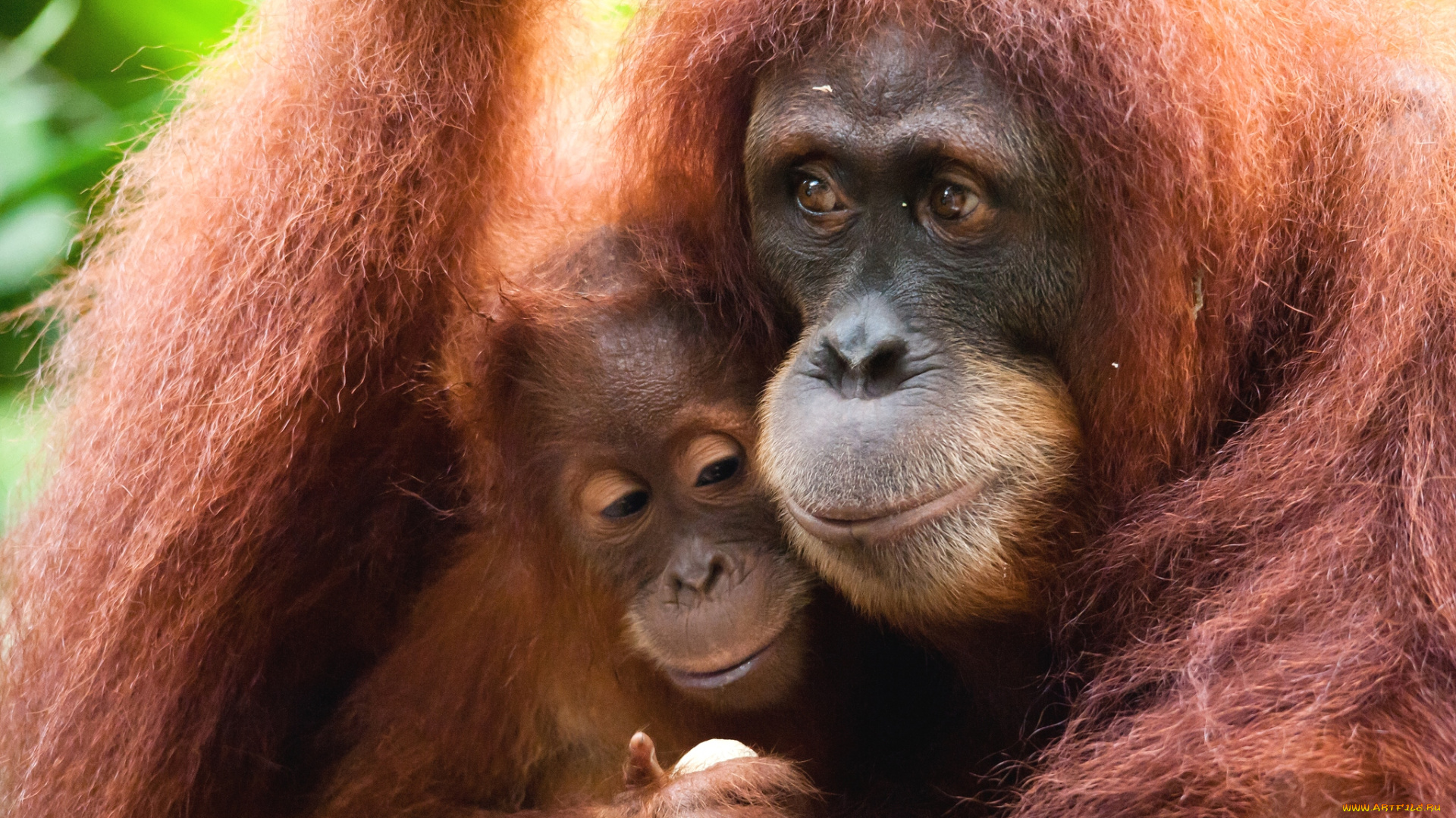 животные, обезьяны, орангутанг, чувства