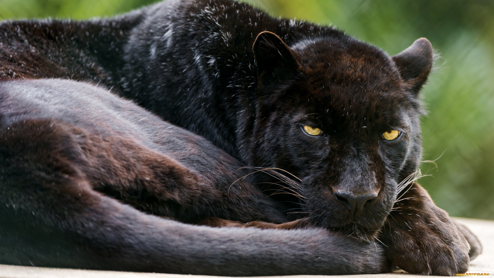 животные, пантеры, черная, кошка
