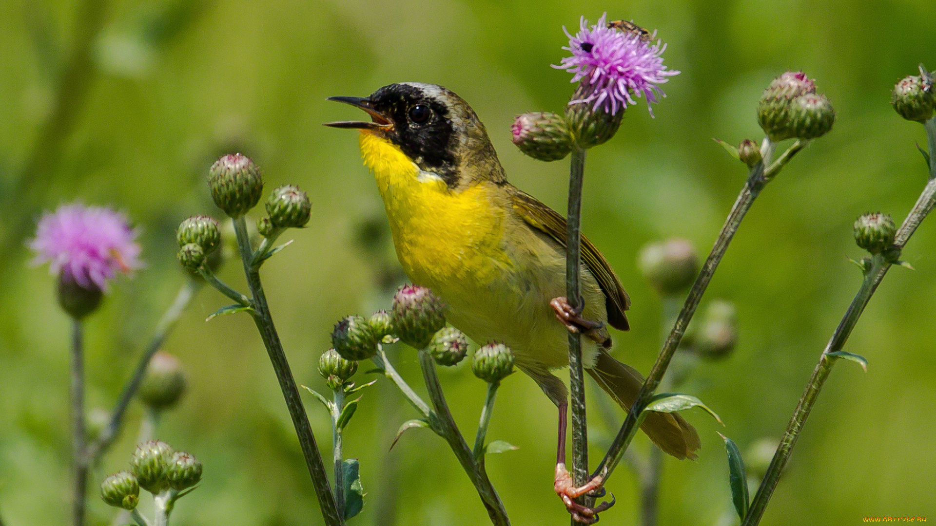животные, птицы, птичка