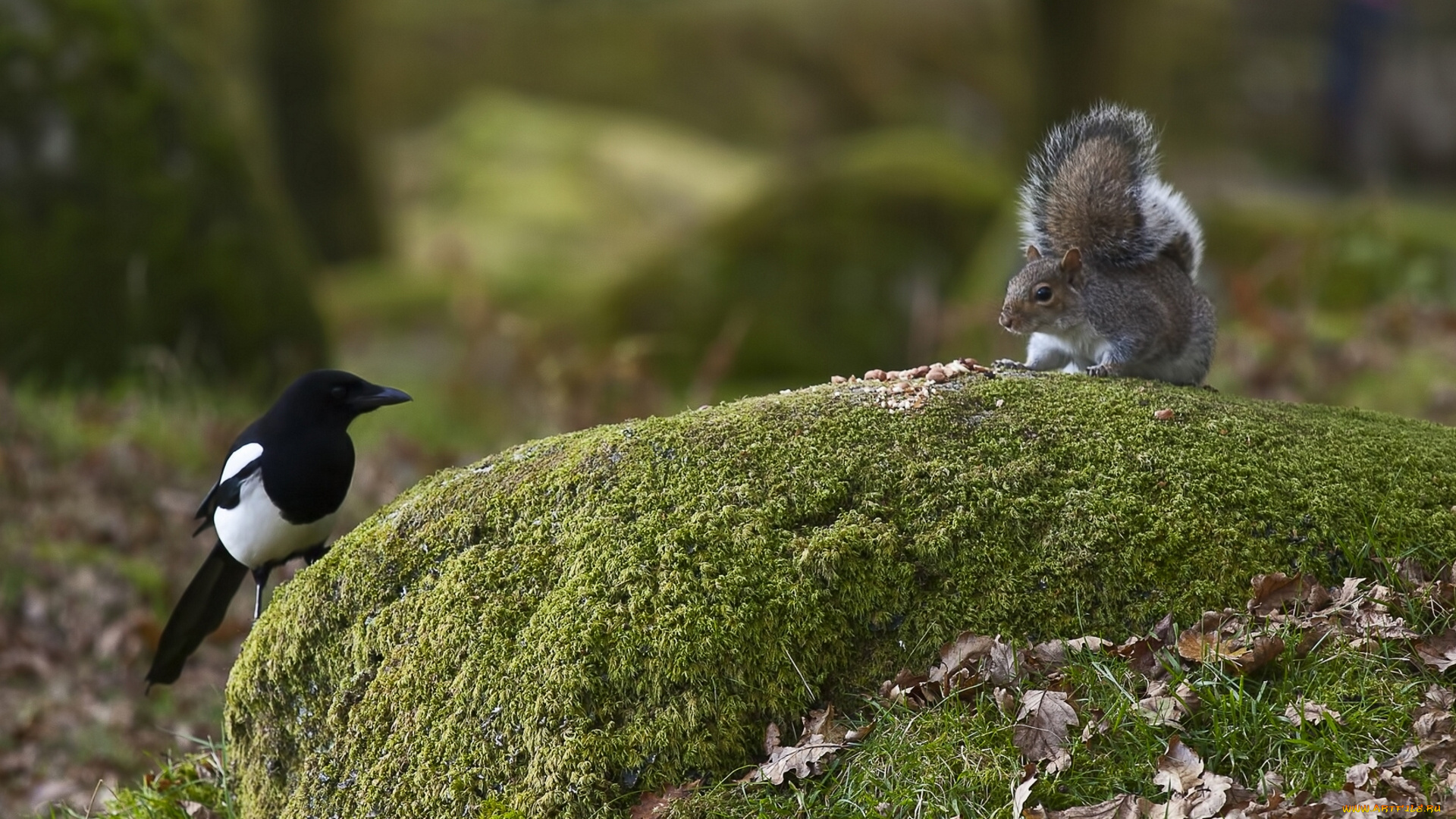 животные, разные, вместе, листья, мох, белка, сорока, птица, камень