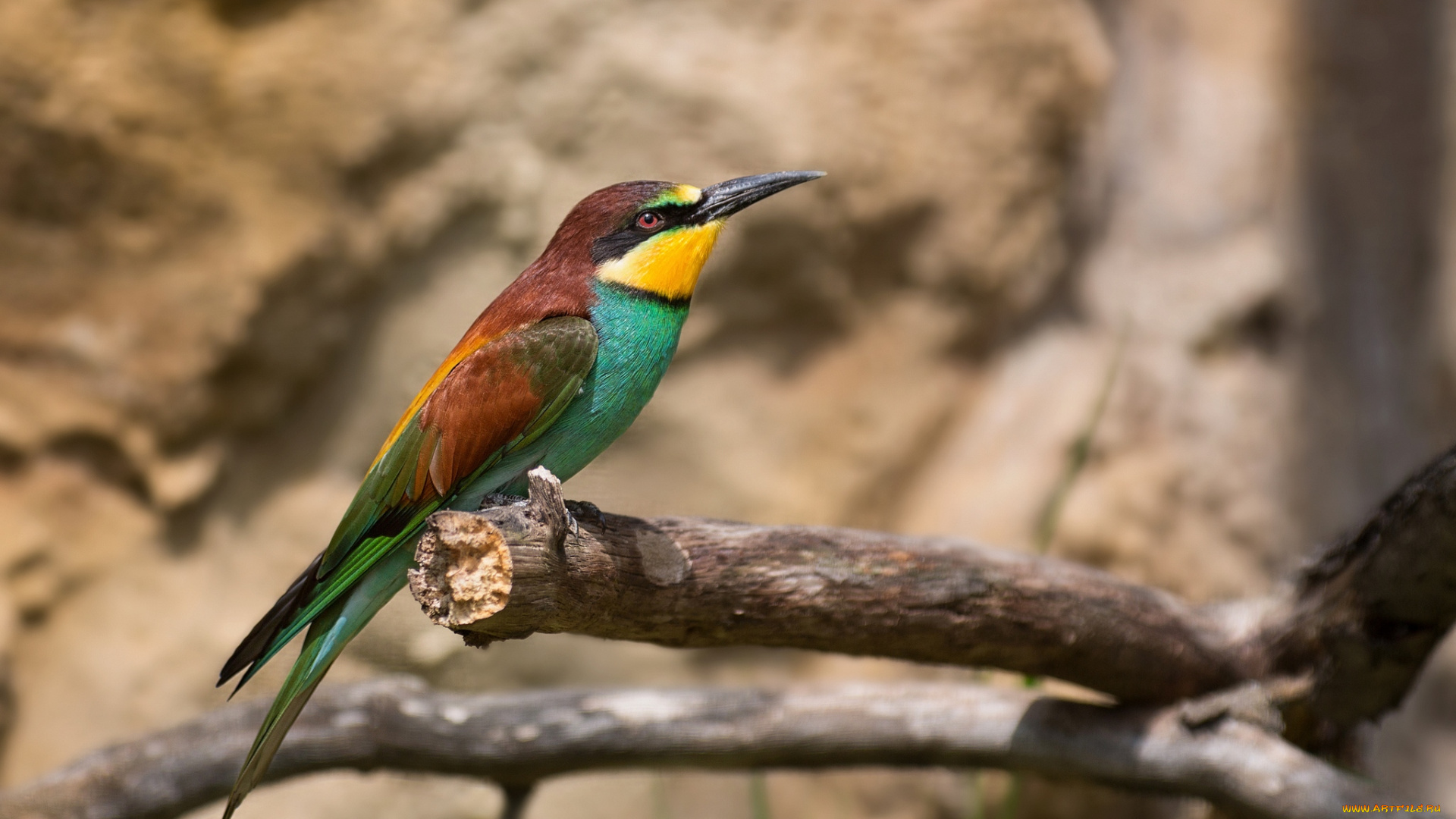 животные, щурки, пчелоеды, пчелоед