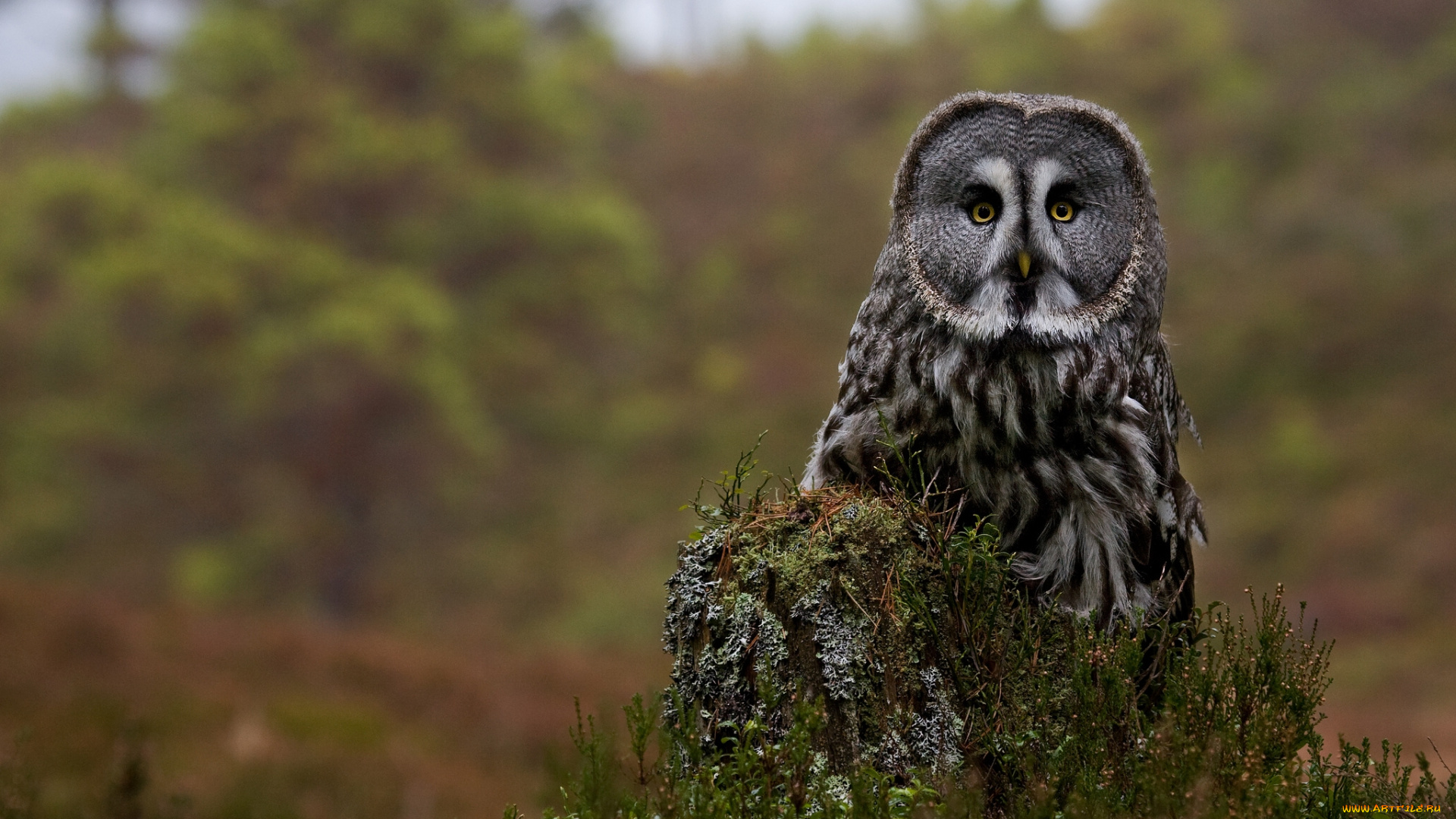 животные, совы, пень, бородатая, неясыть