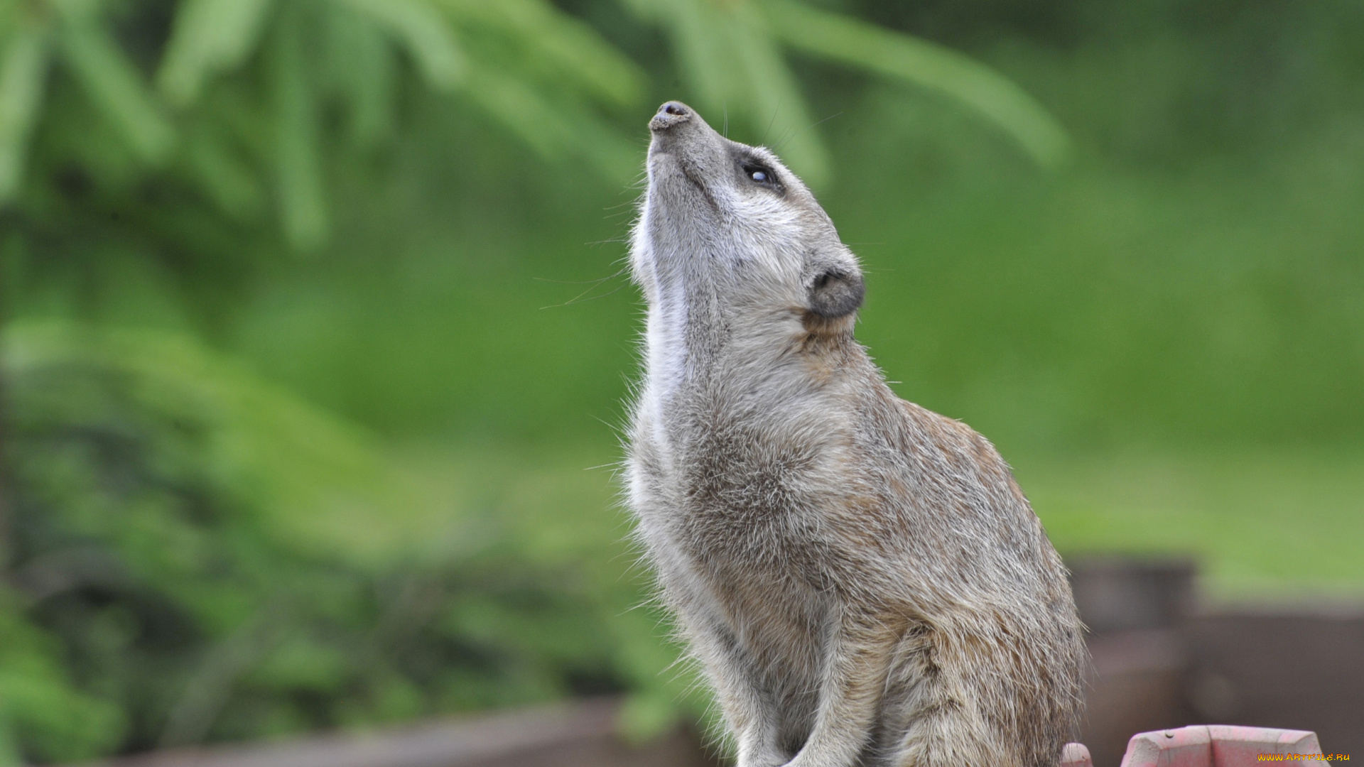 животные, сурикаты, гордый