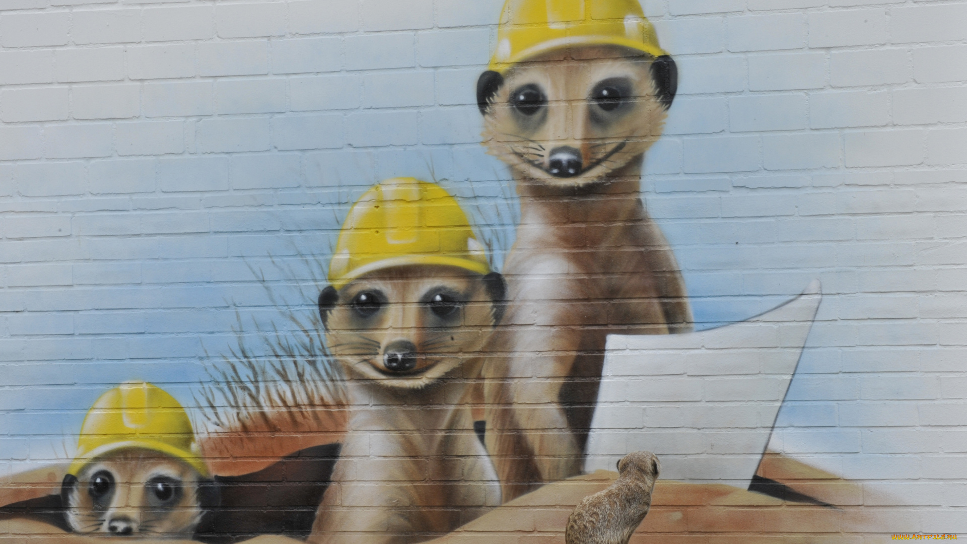 животные, сурикаты, граффити, стена