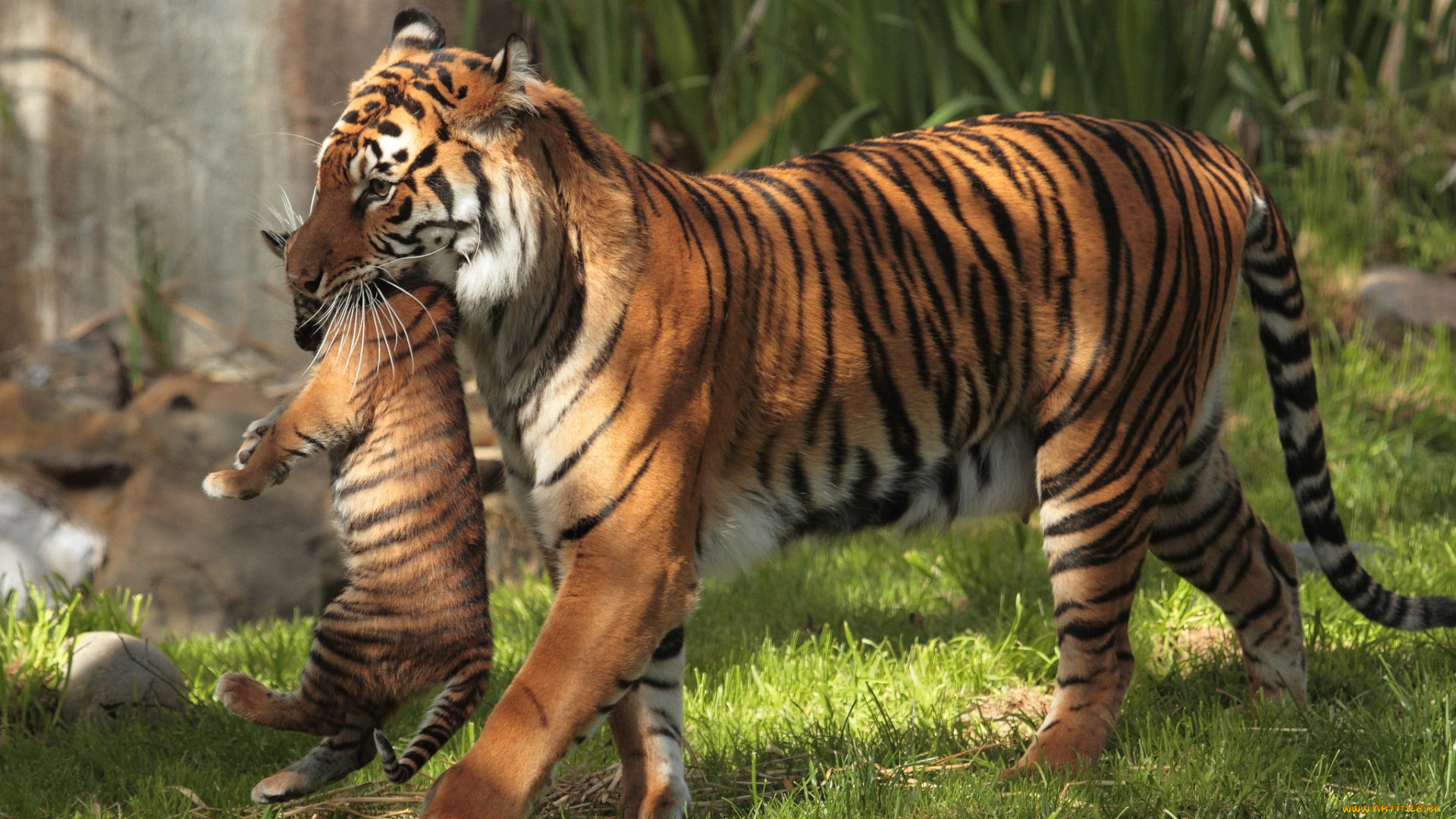 животные, тигры, мама, переноска