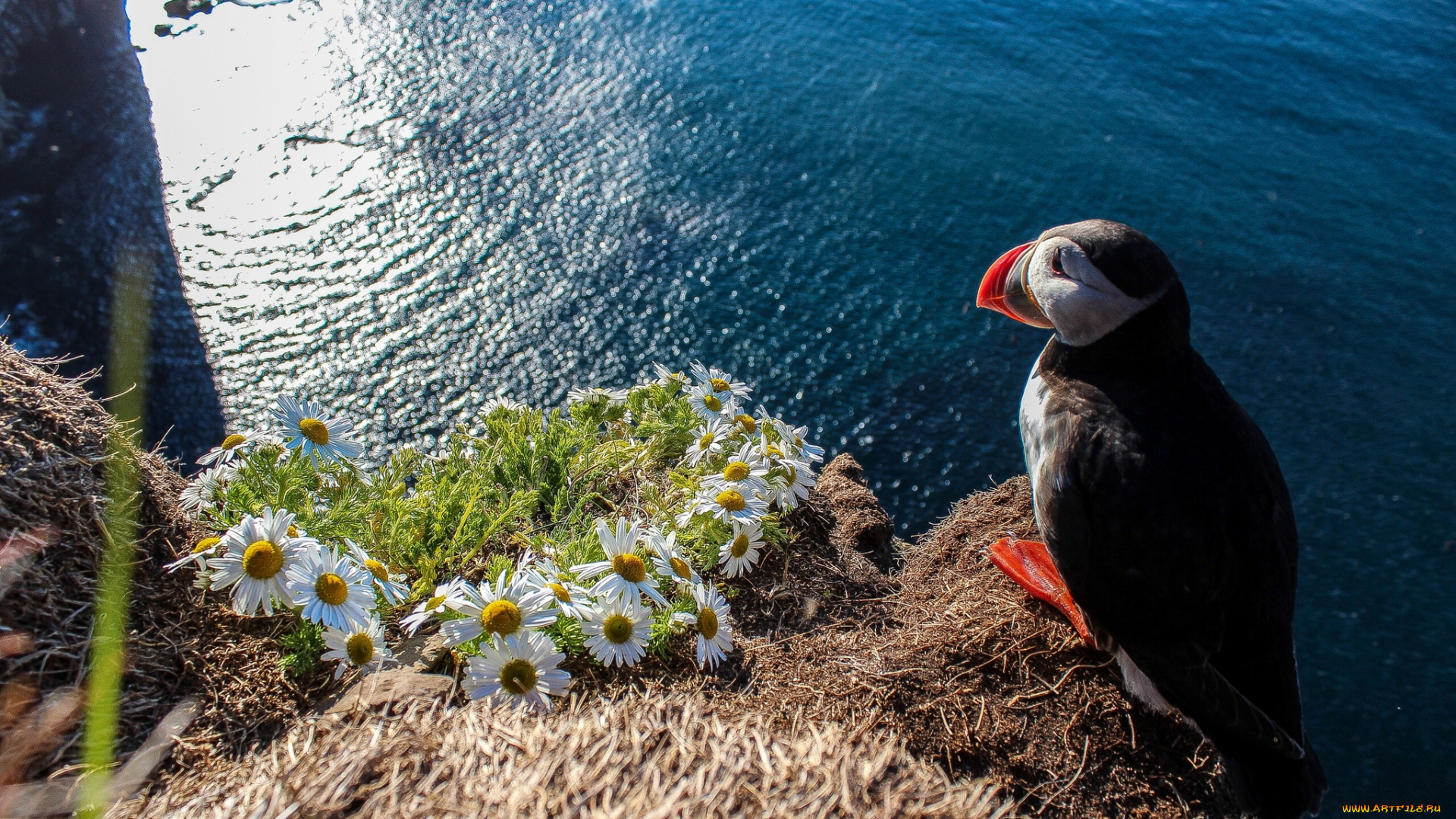 животные, тупики, ромашки