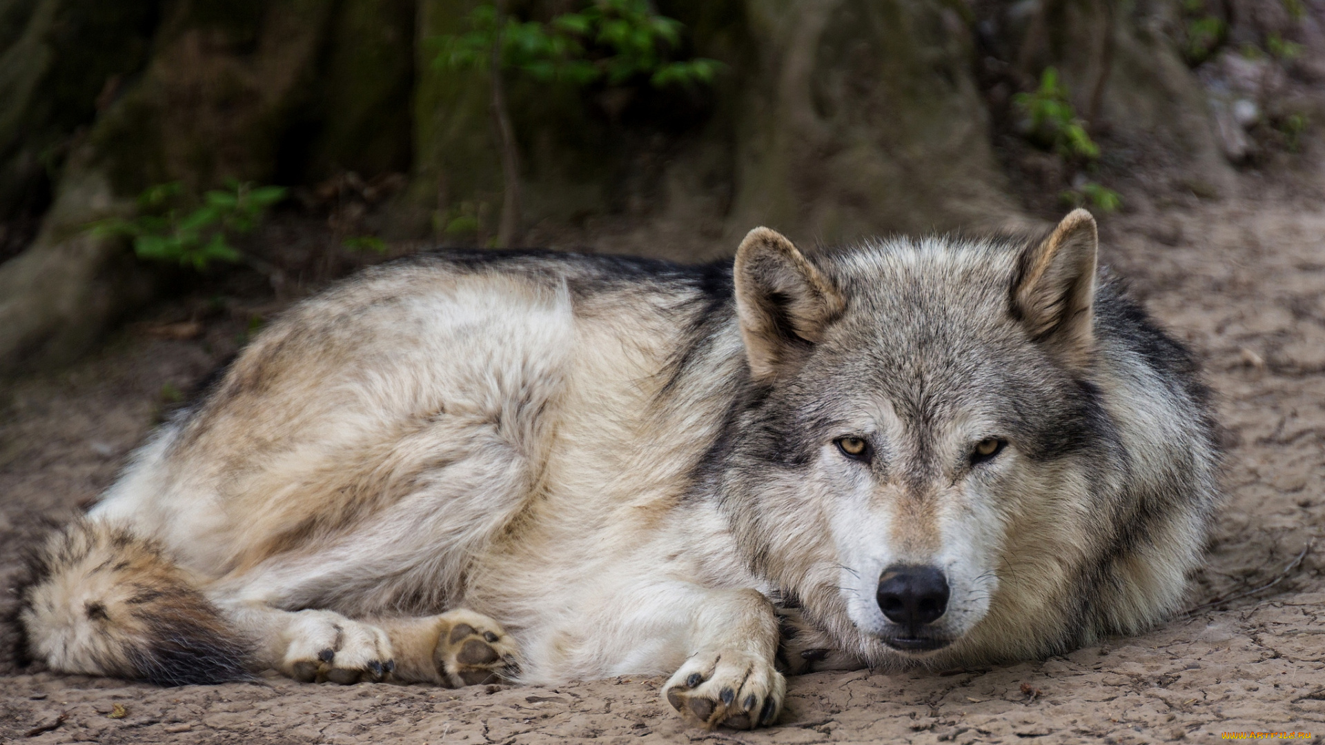 животные, волки, хищник