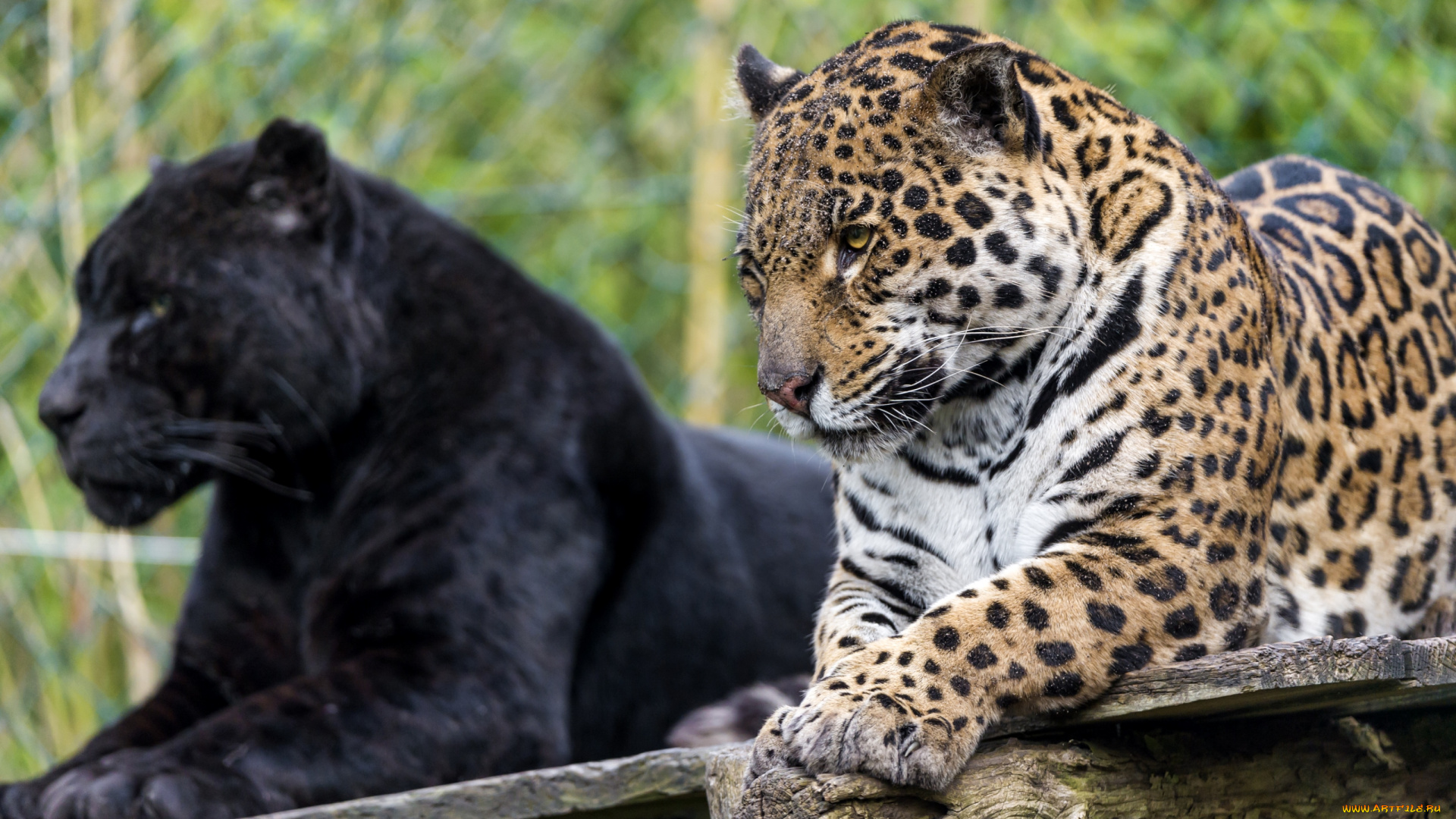 животные, Ягуары, пара, пантера, ягуар