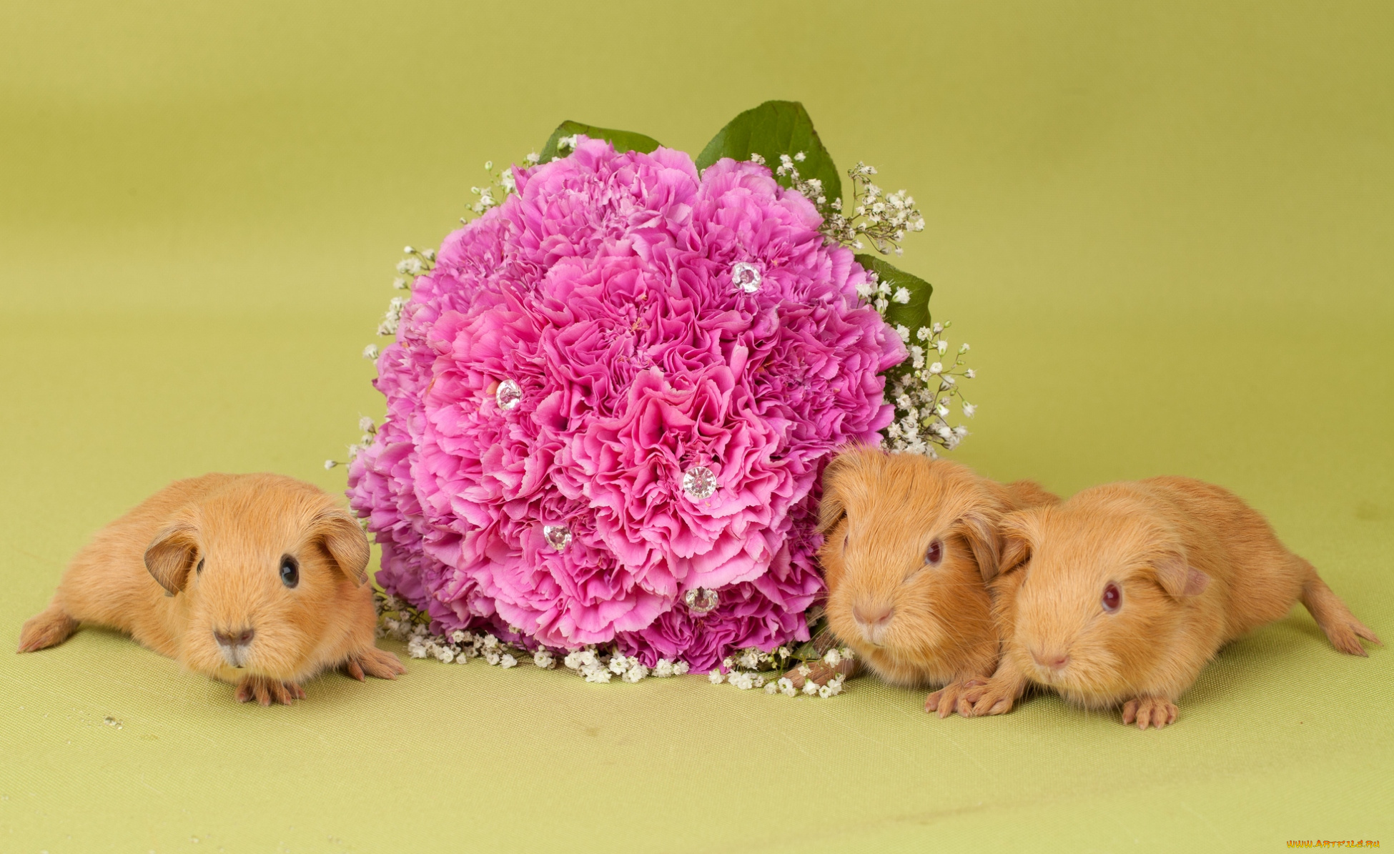 животные, морские, свинки, хомяки, букет, малыши