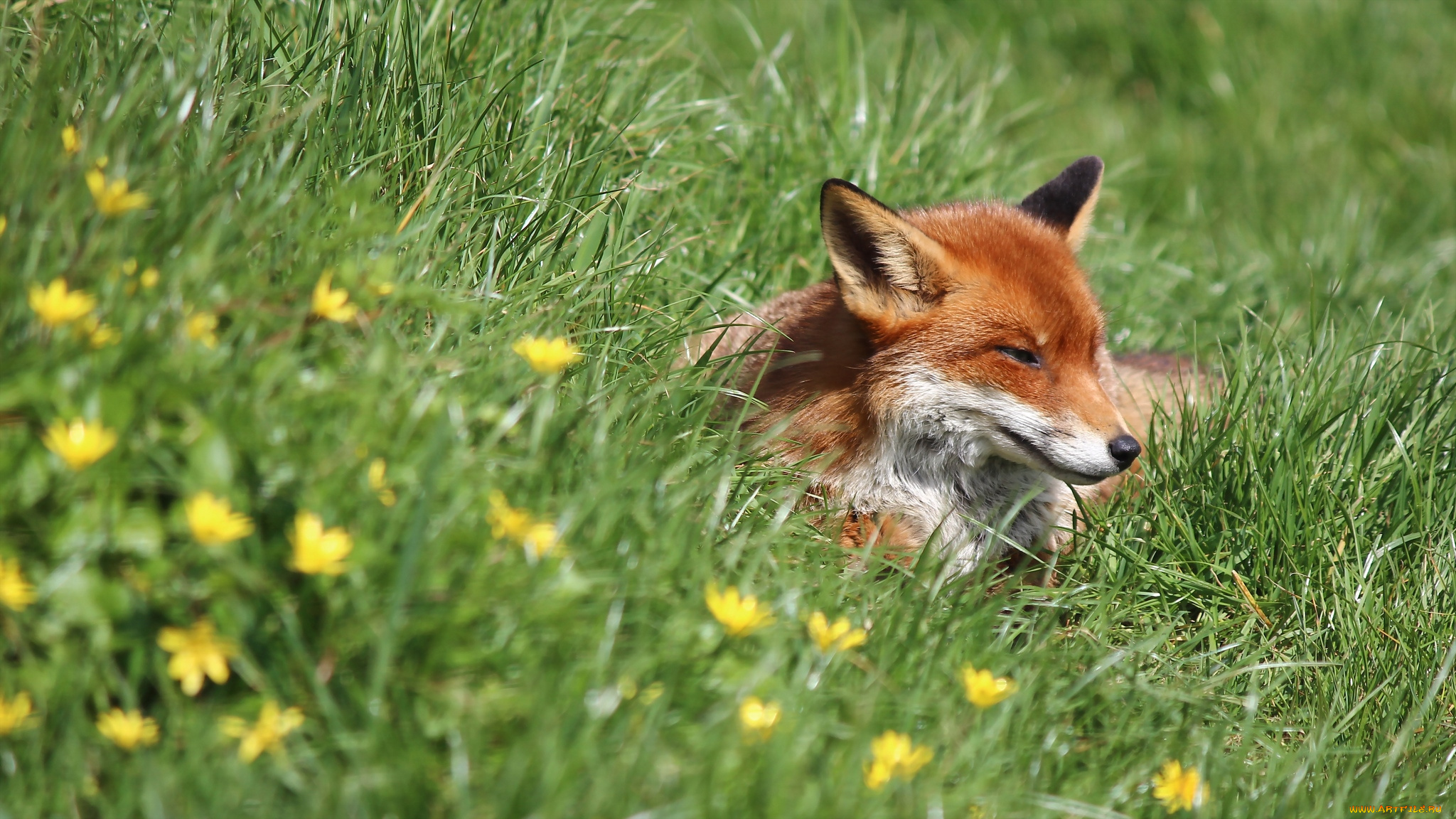 животные, лисы, трава, рыжая