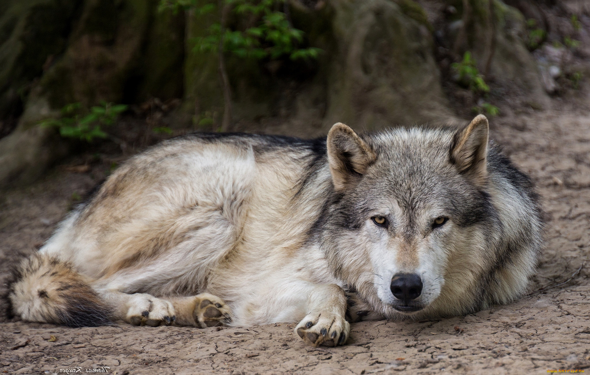 животные, волки, хищник