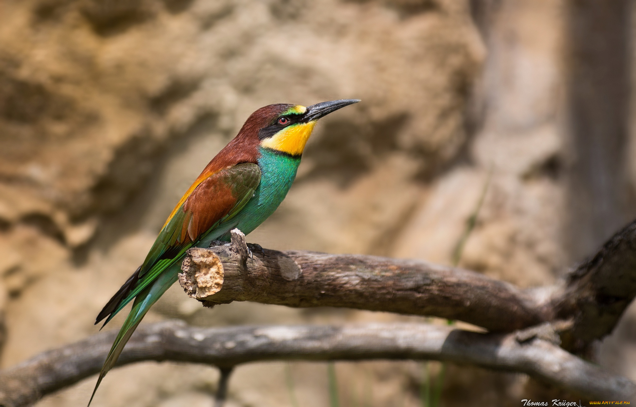 животные, щурки, пчелоеды, пчелоед