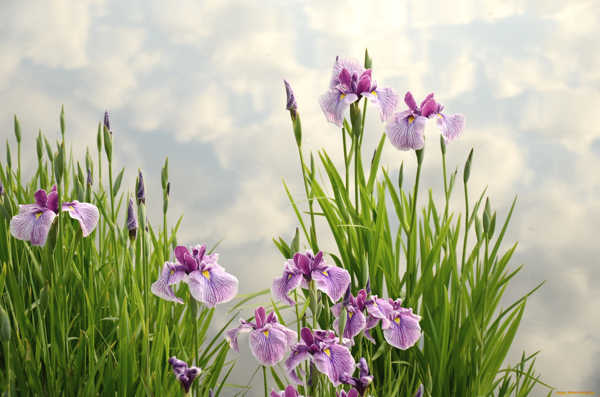 цветы, ирисы, сиреневый