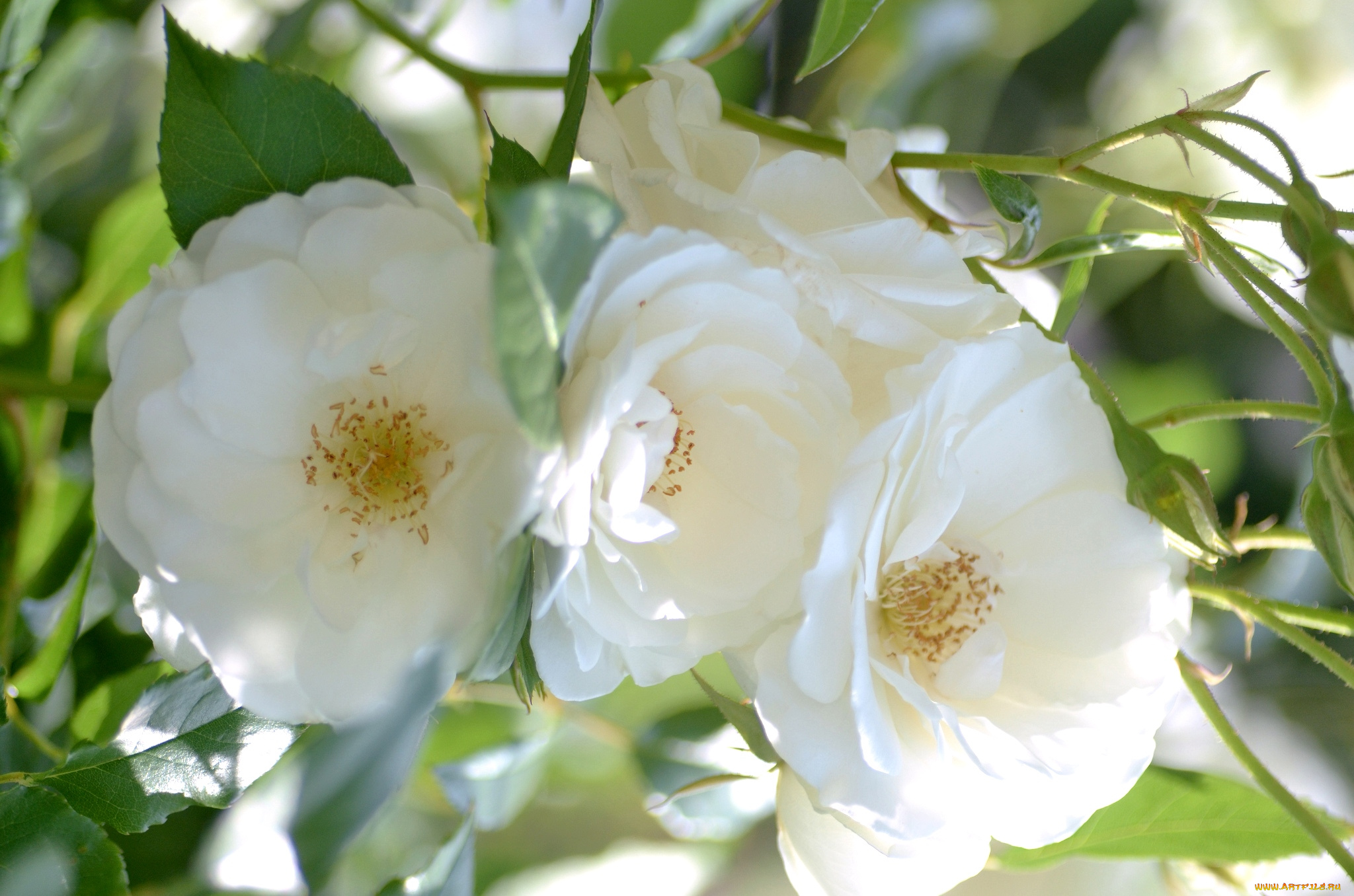 цветы, розы, нежность, белый