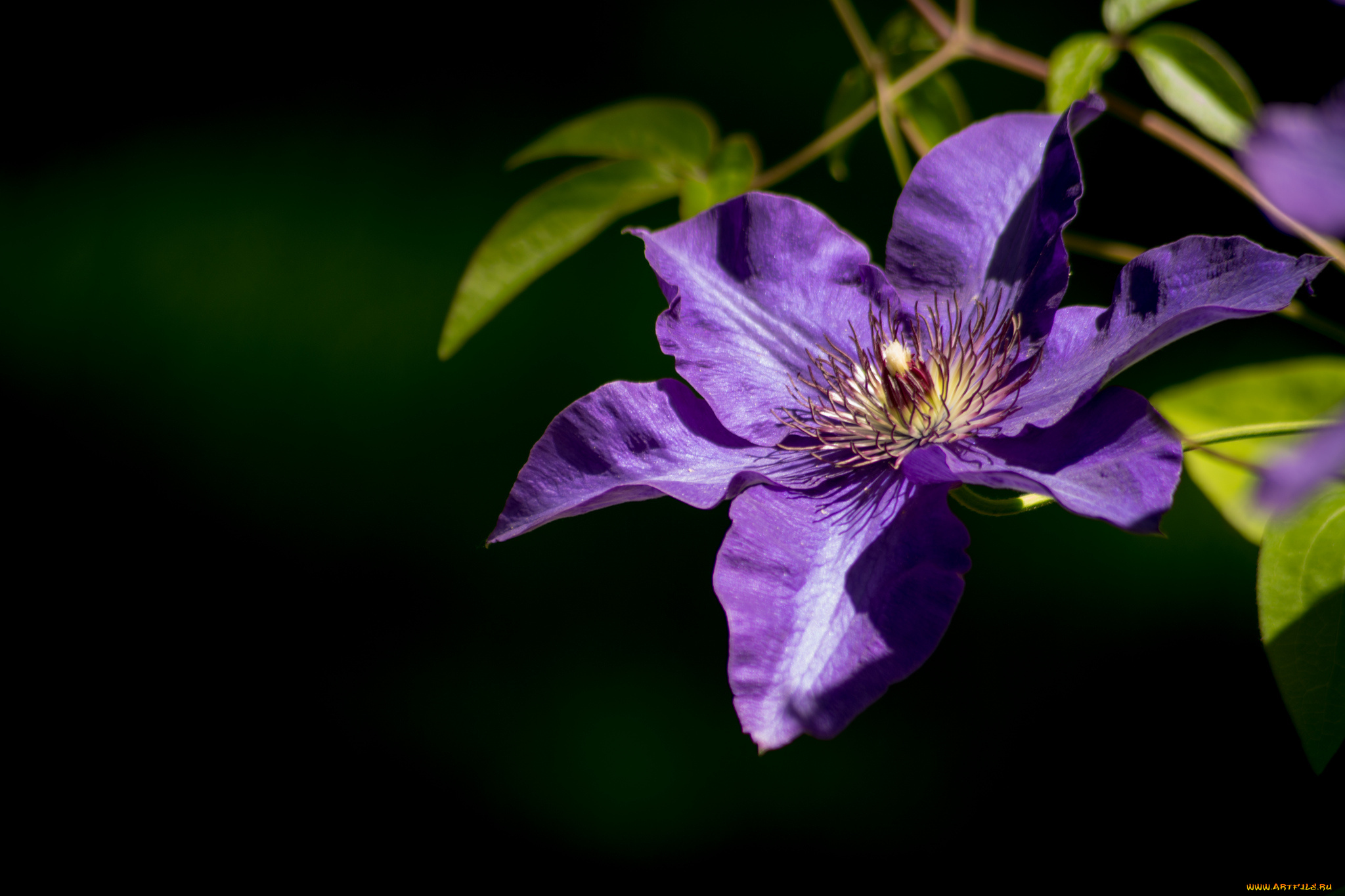 цветы, клематис, ломонос, фиолетовый