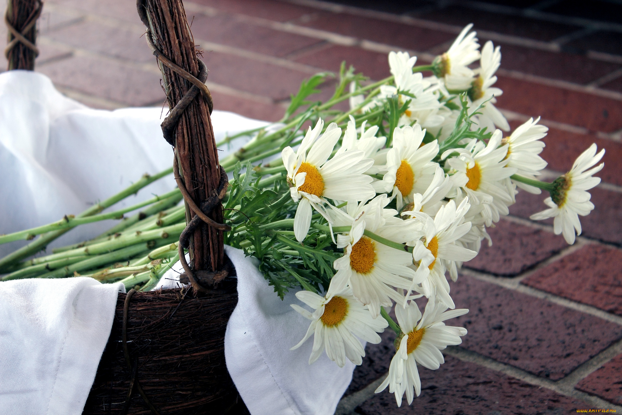 цветы, ромашки, корзина, стебли