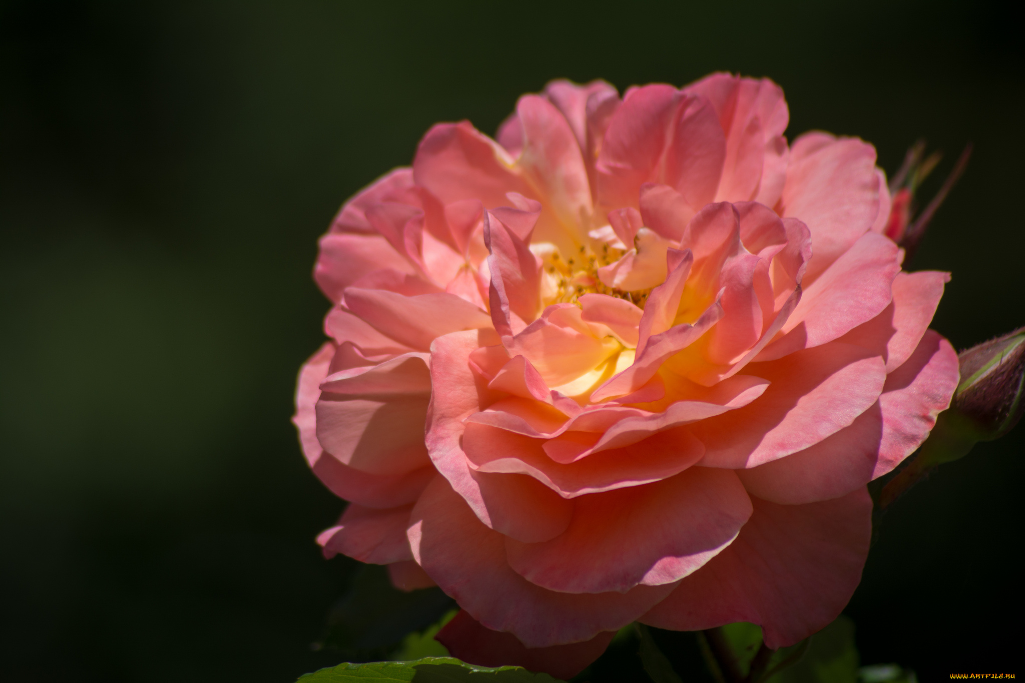 цветы, розы, розовый, макро