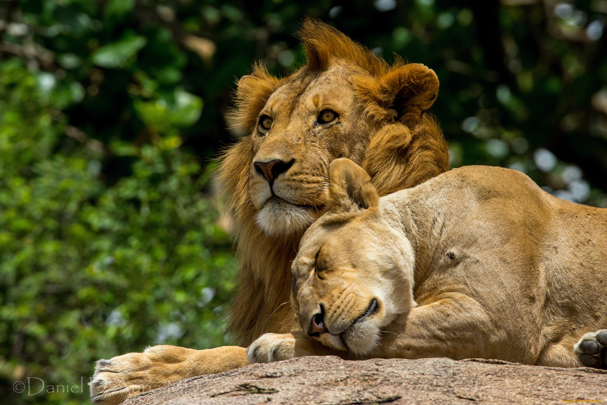животные, львы, пара, чувства