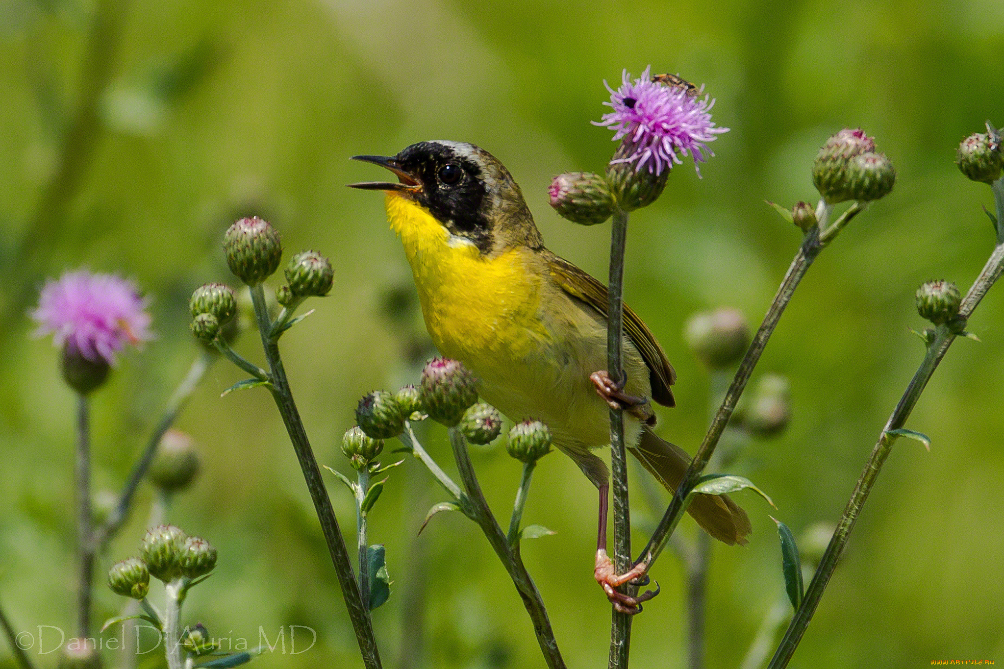 животные, птицы, птичка