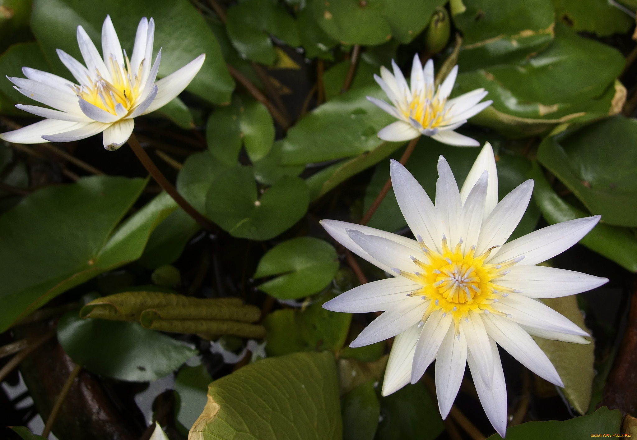 цветы, лилии, водяные, нимфеи, кувшинки, белый