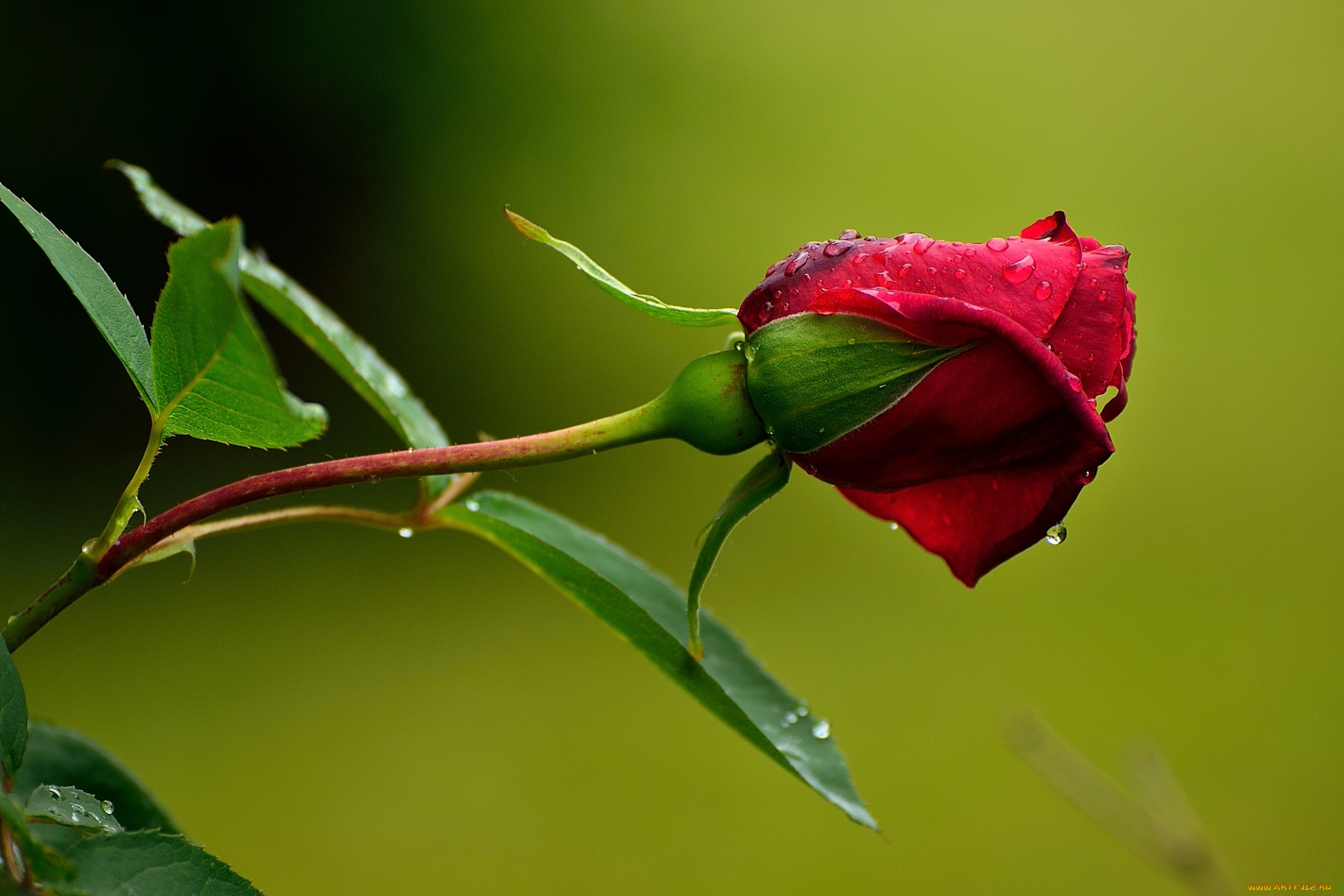 цветы, розы, красный, бутон