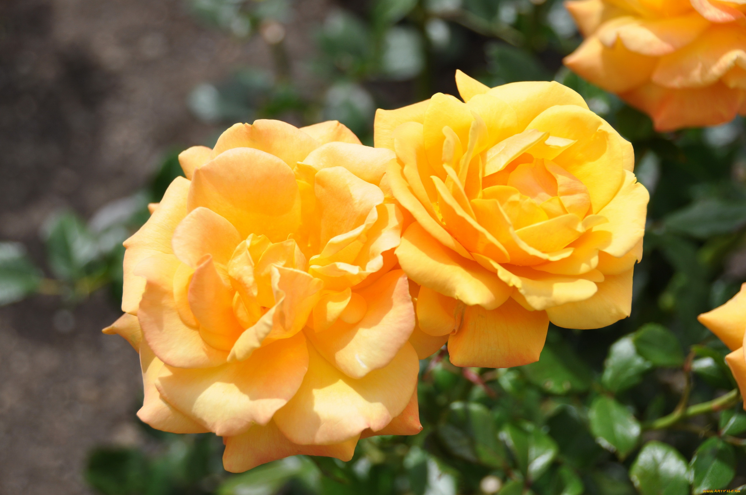 цветы, розы