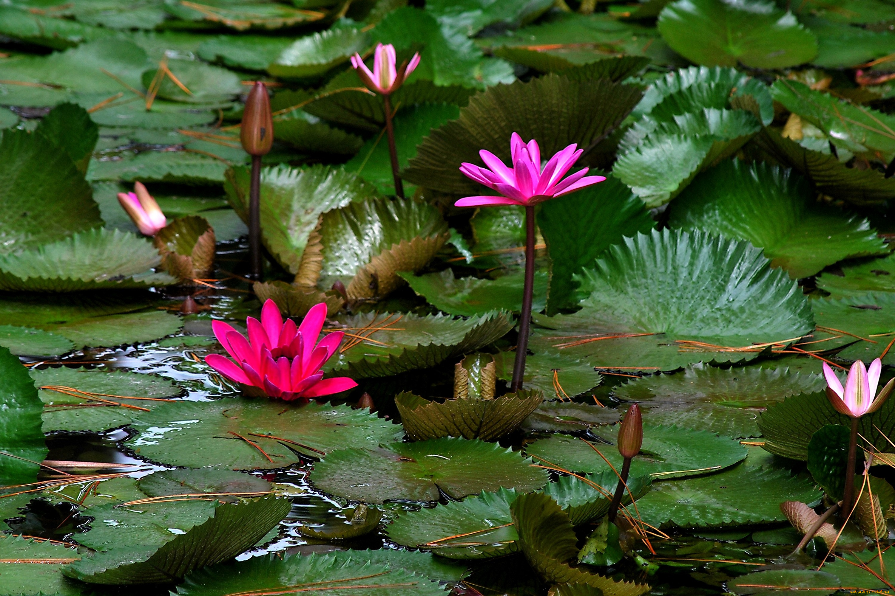 цветы, лилии, водяные, нимфеи, кувшинки, розовый
