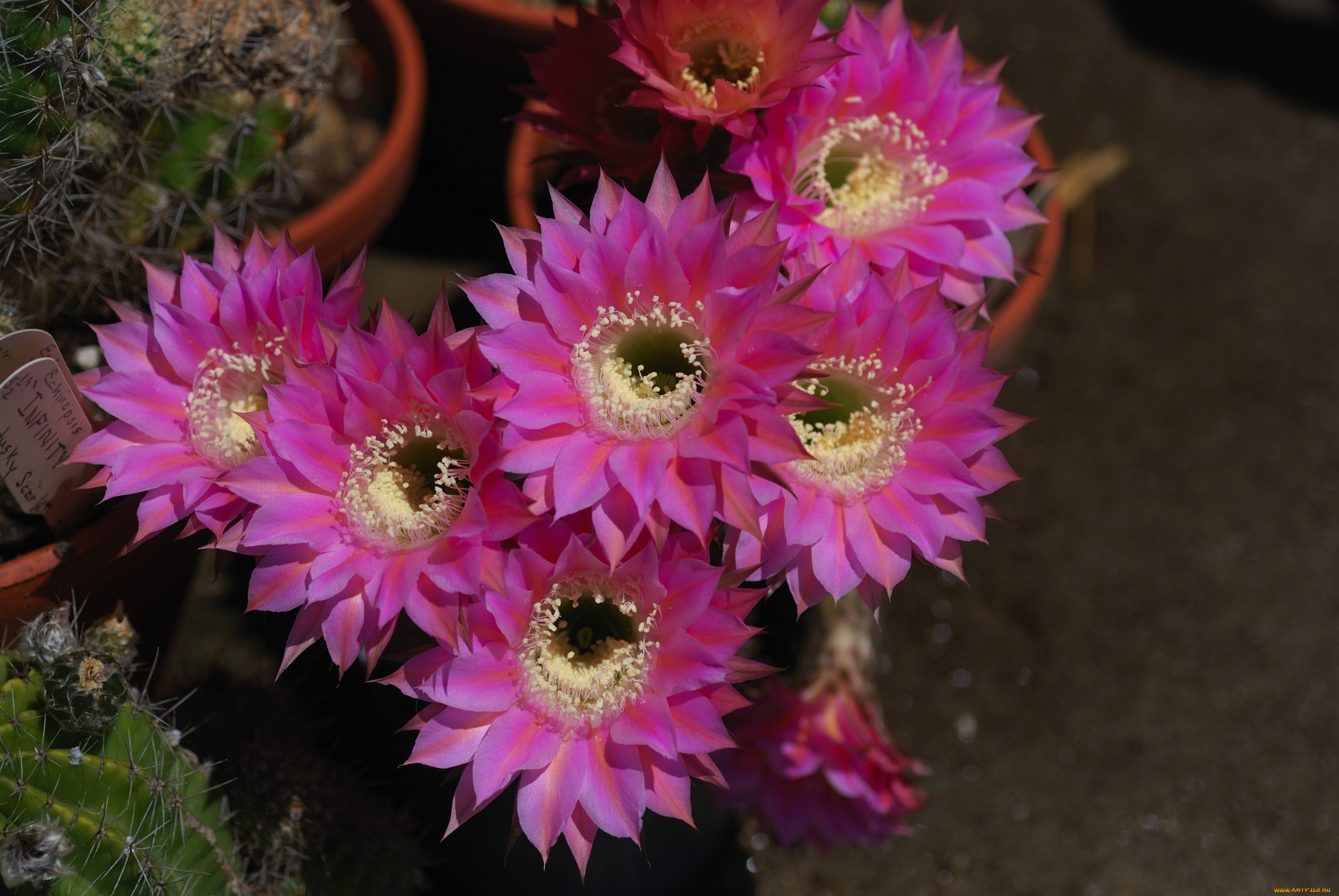 цветы, кактусы, кактус, цветет