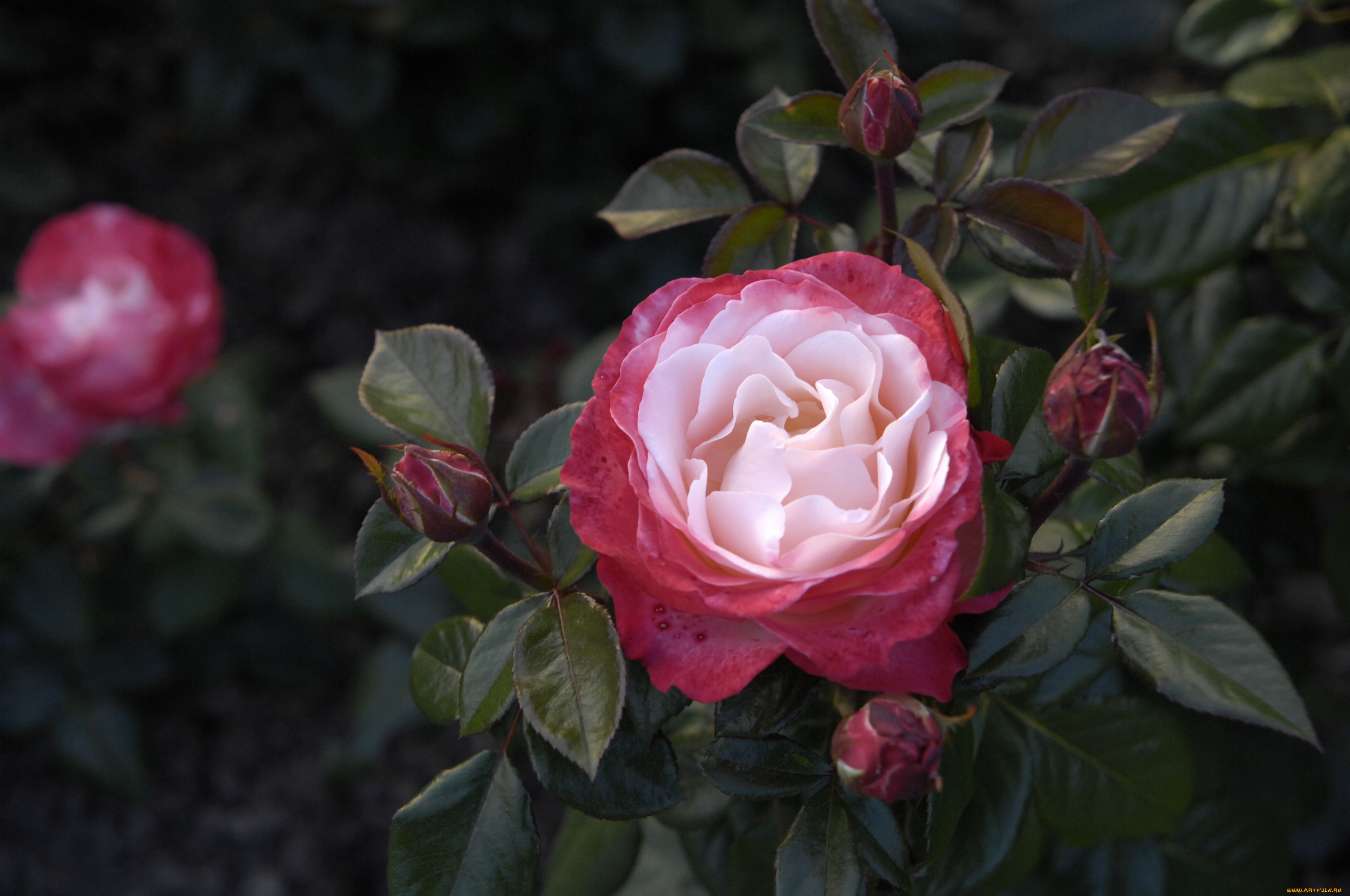 цветы, розы, бутоны