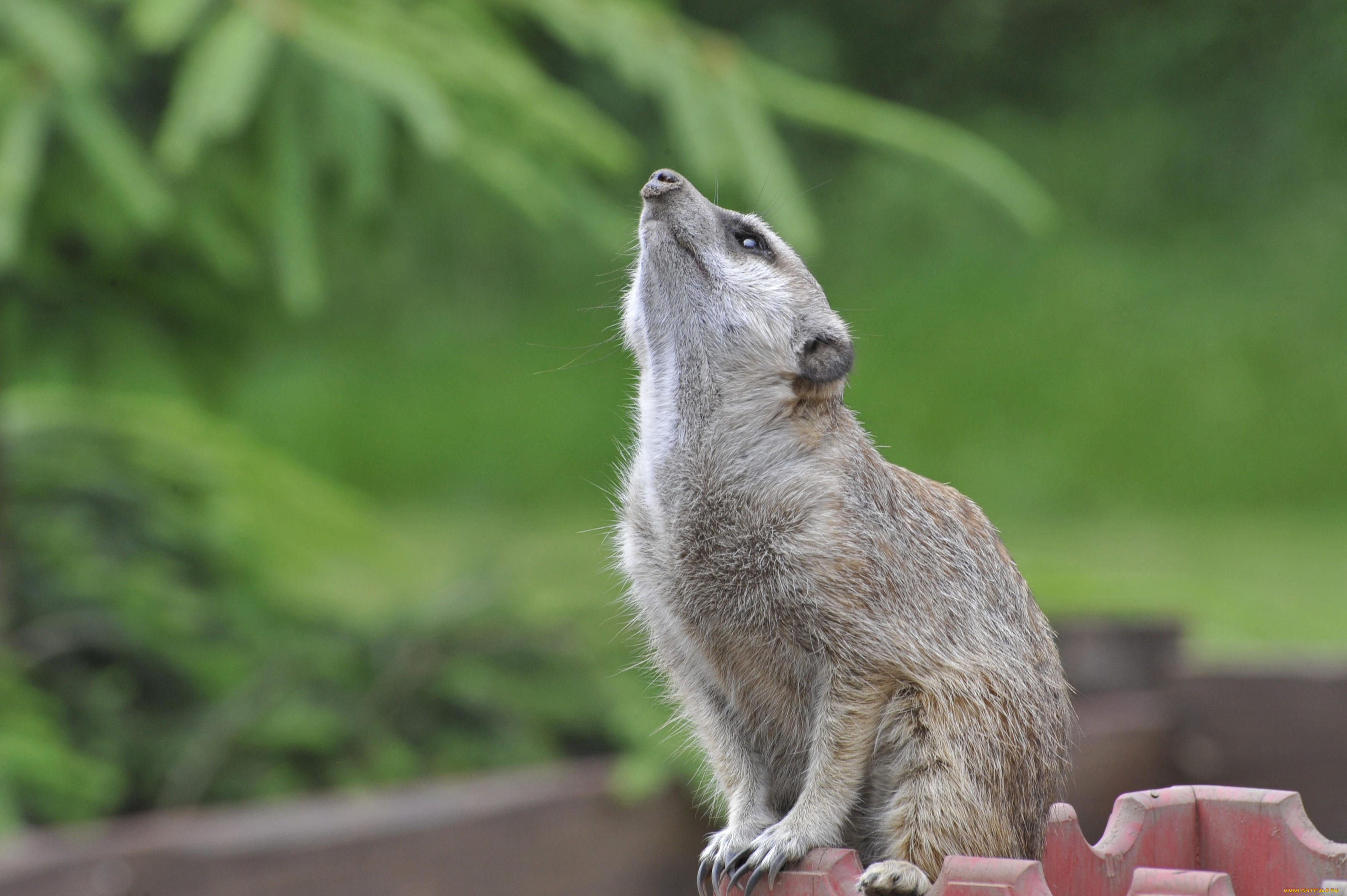 животные, сурикаты, гордый