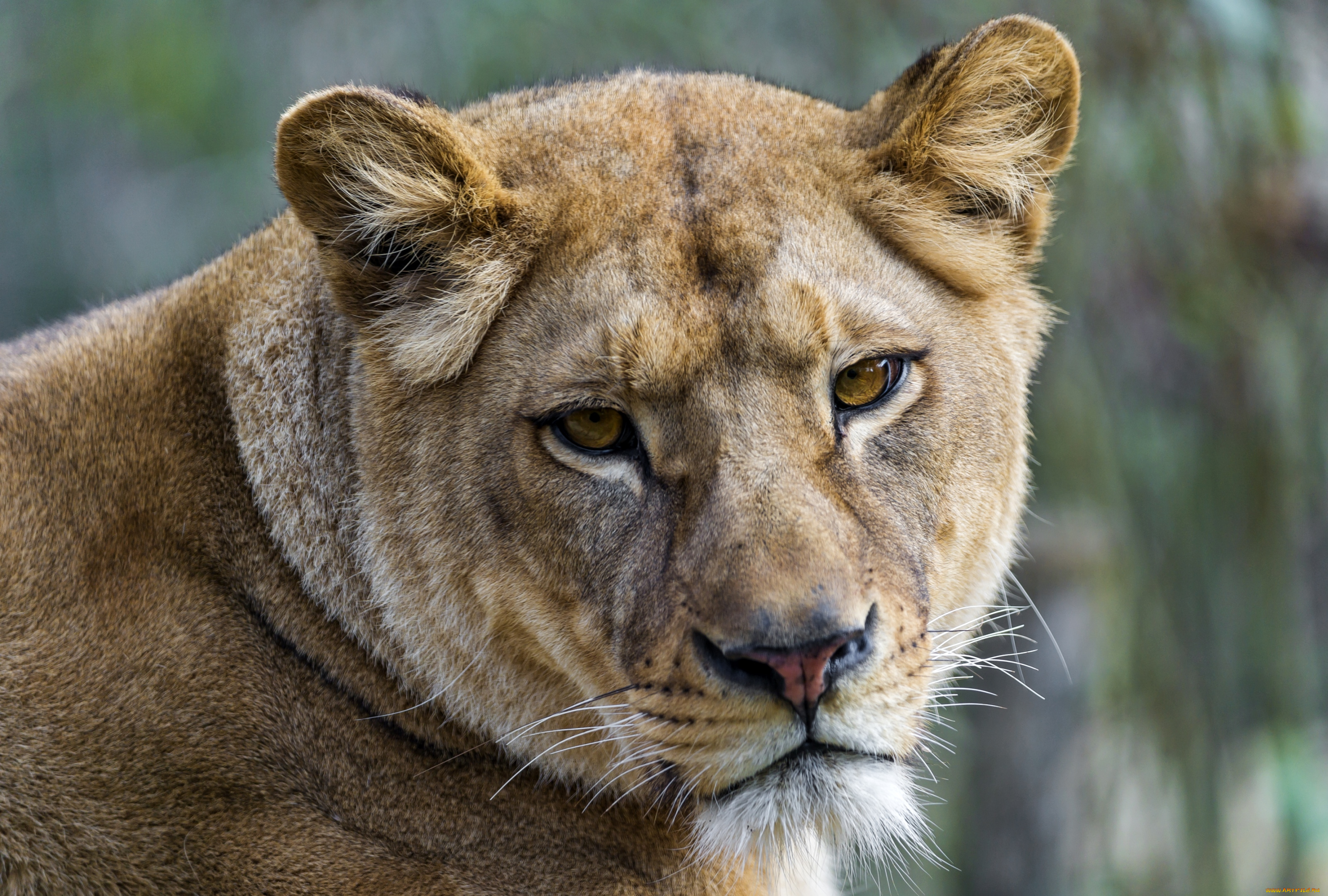 животные, львы, морда, портрет