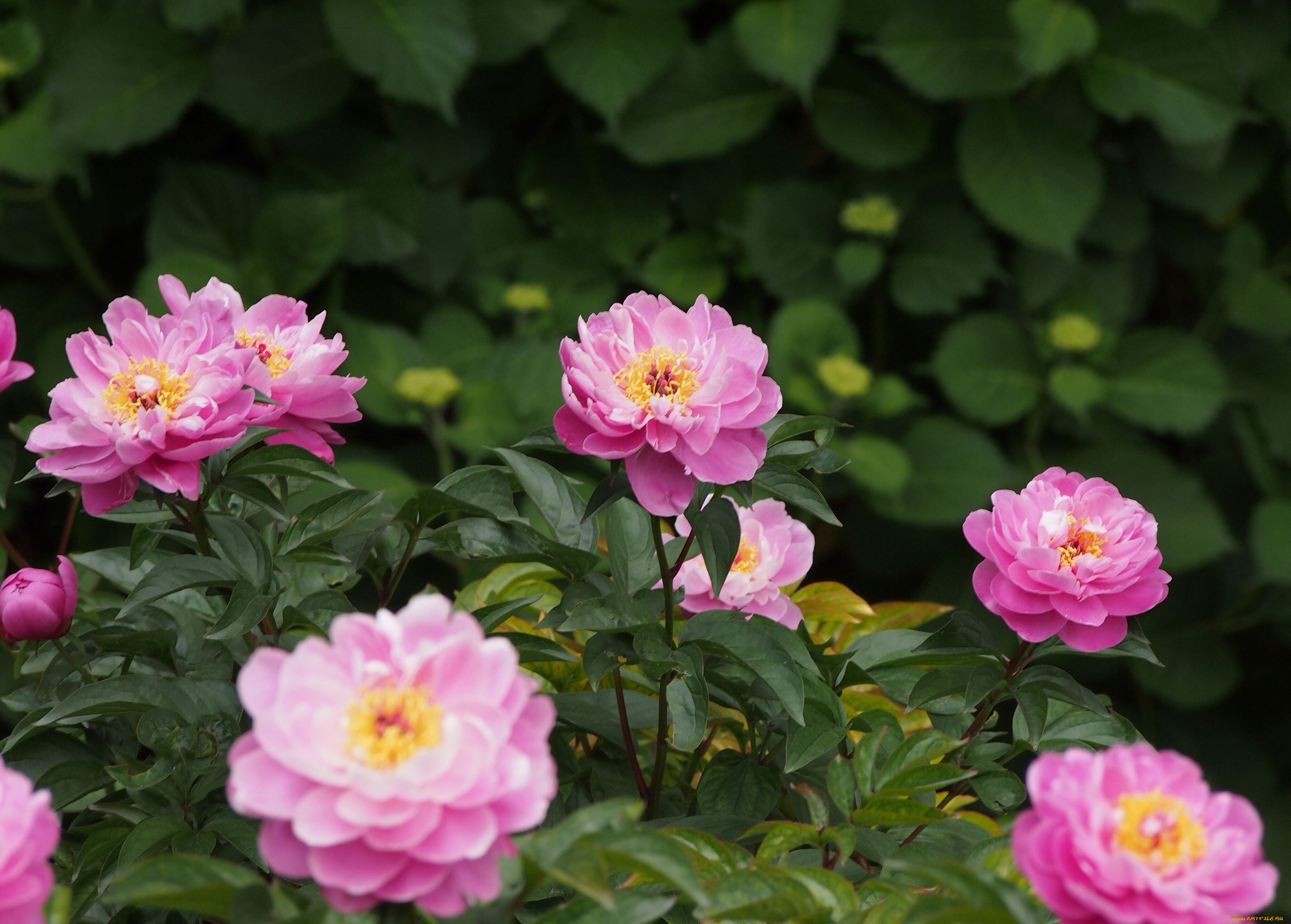 цветы, пионы, куст